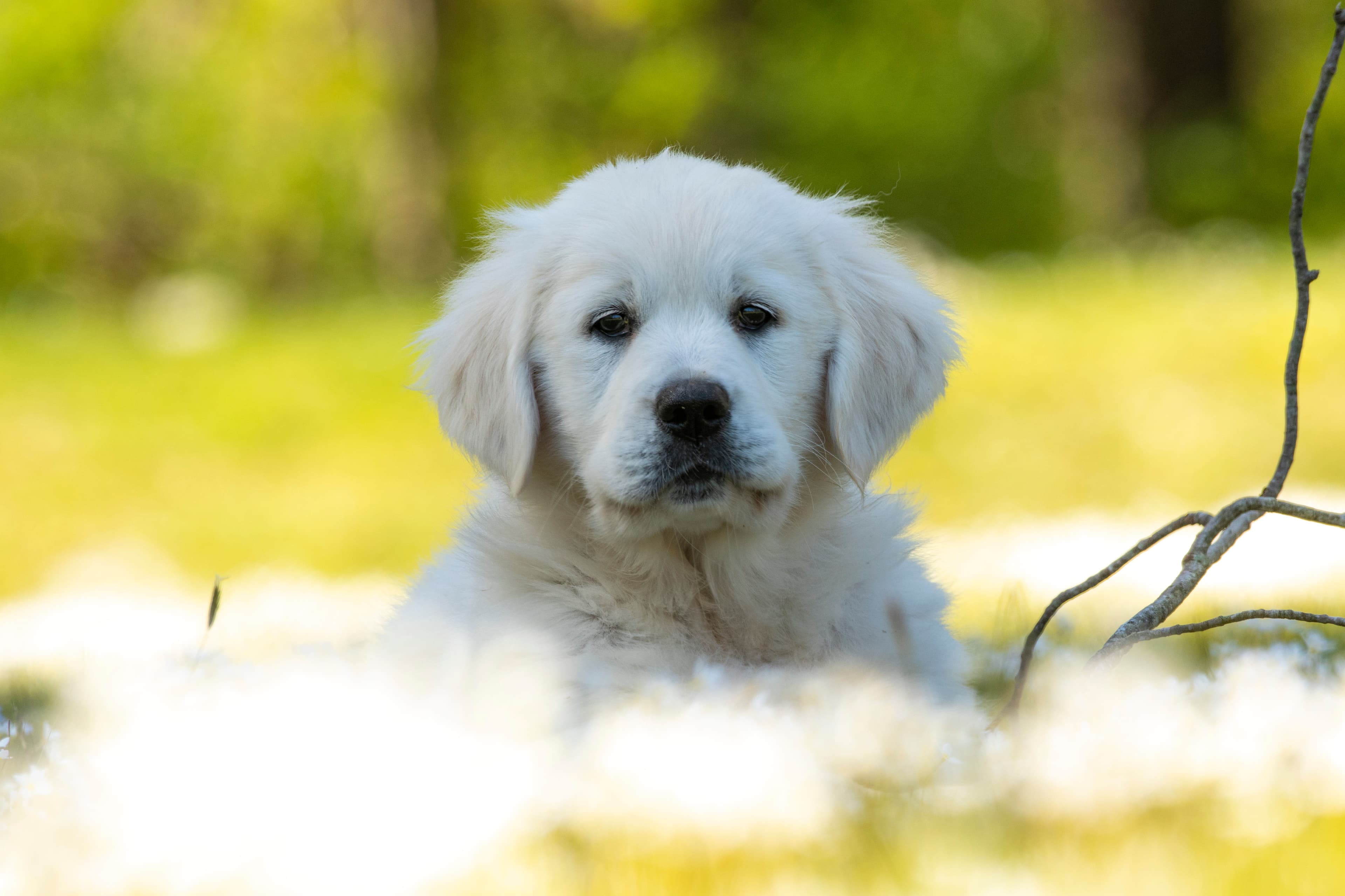 Puppies — pups038