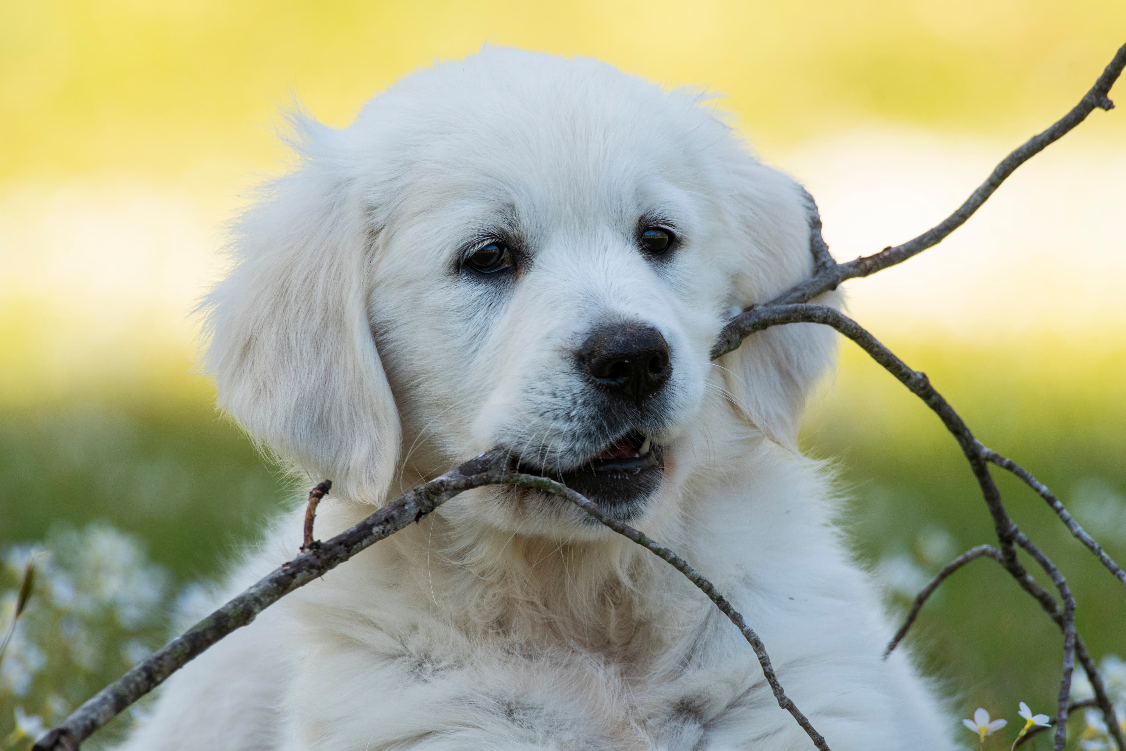 Puppies — pups039