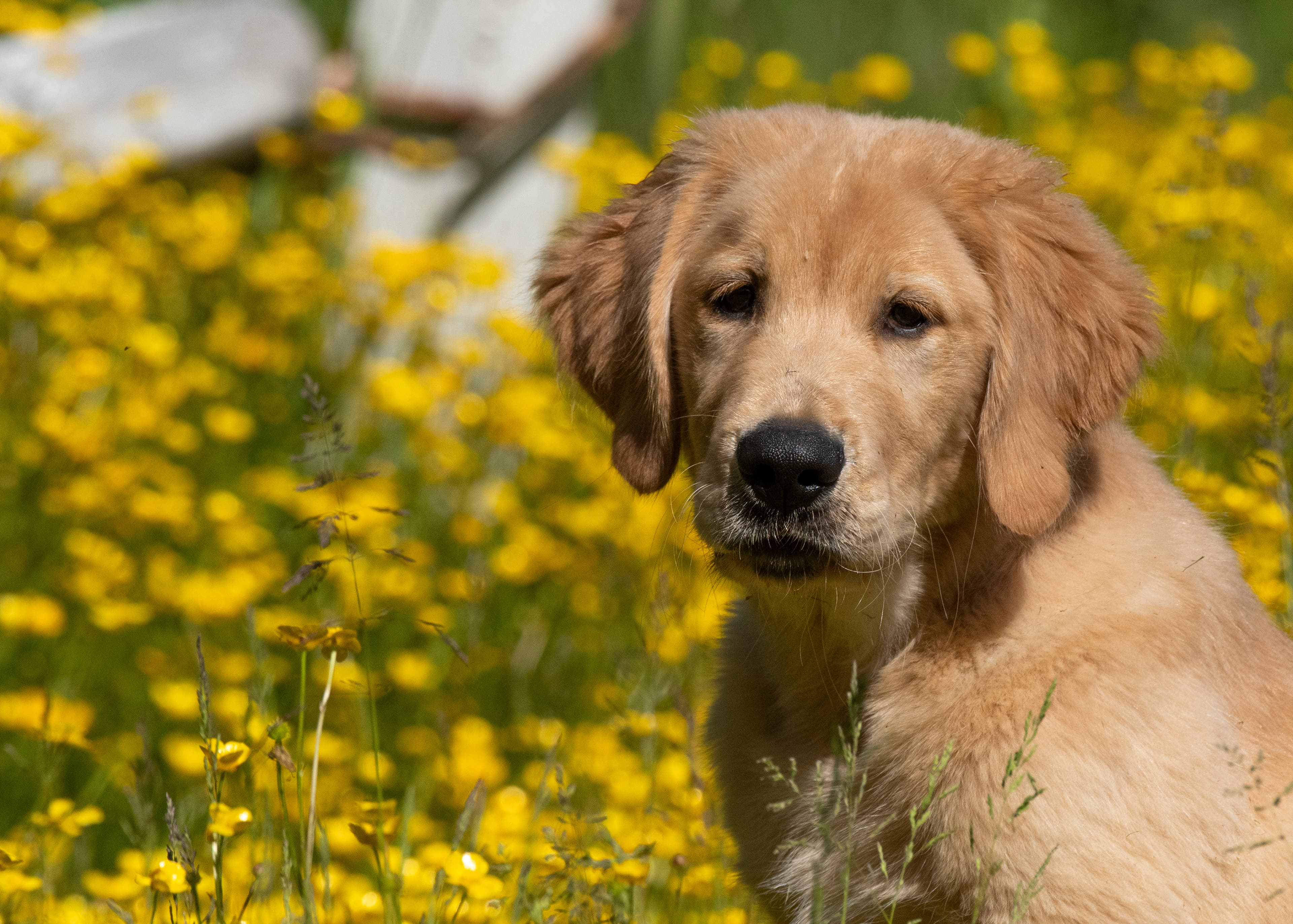 Puppies — pups040