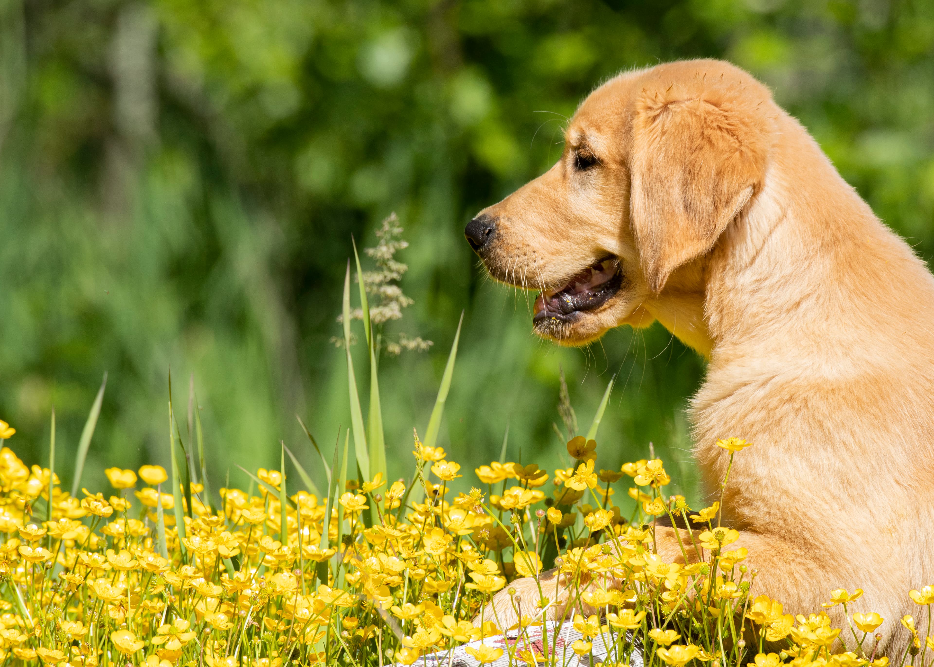 Puppies — pups041