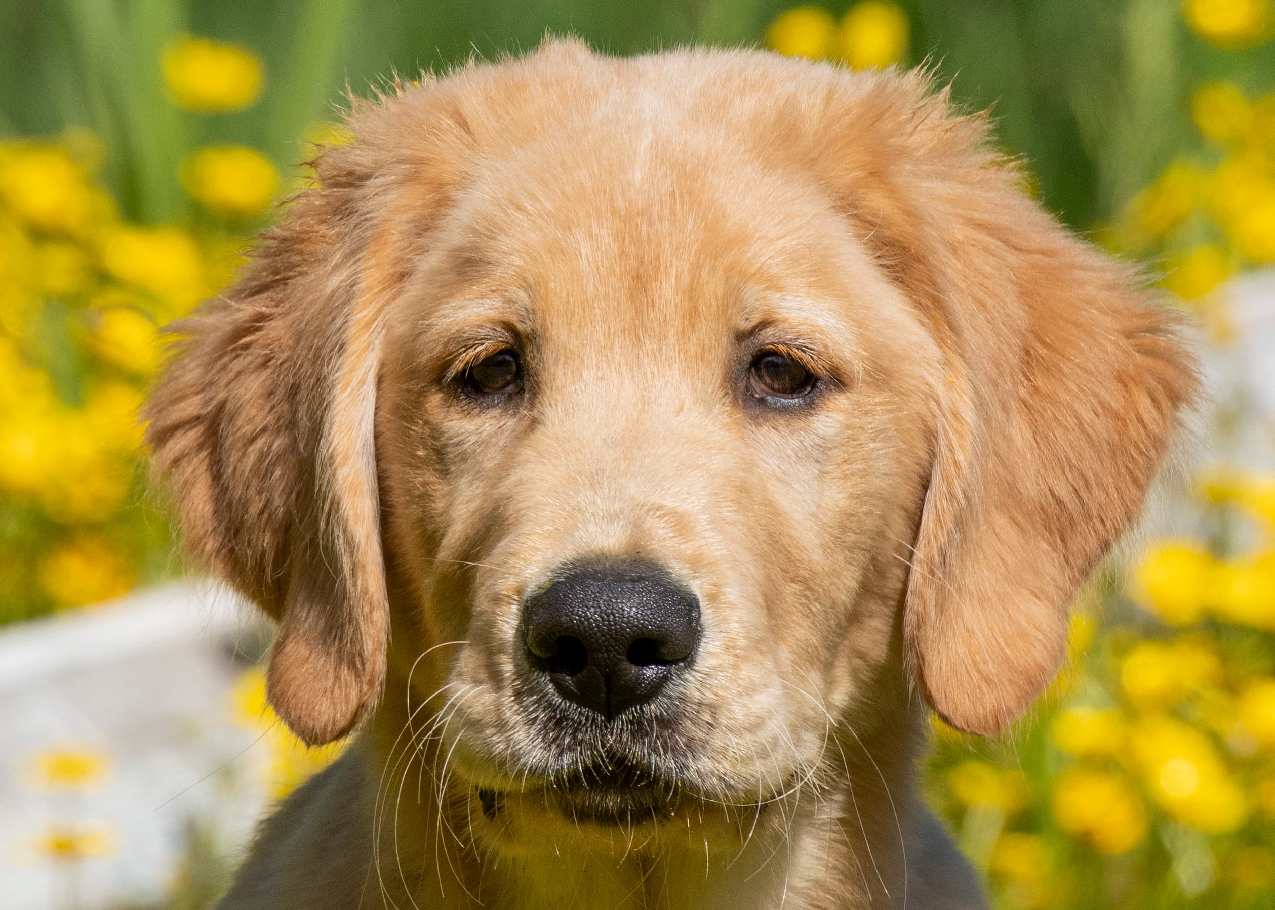 Puppies — pups042