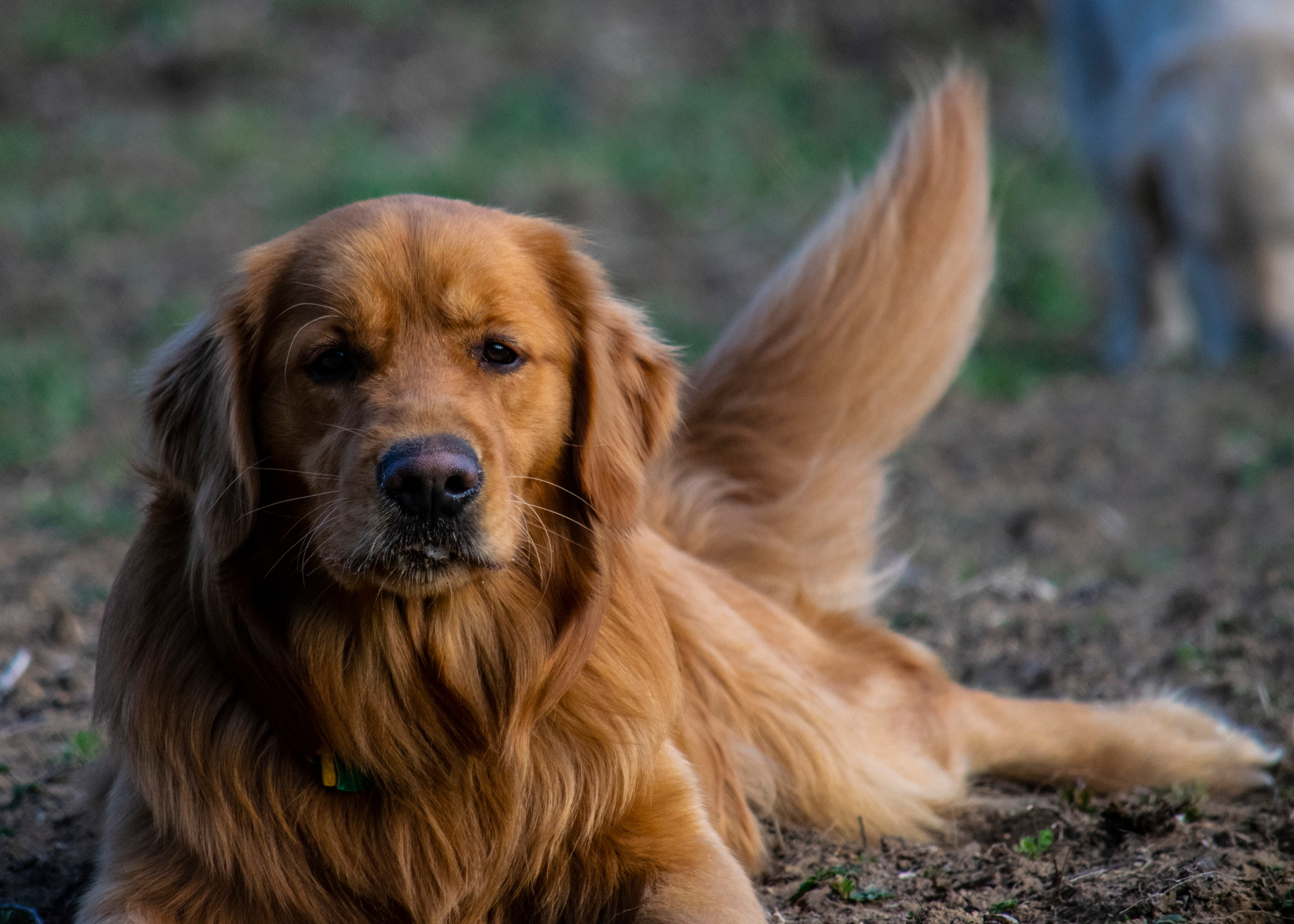 Puppies — pups043