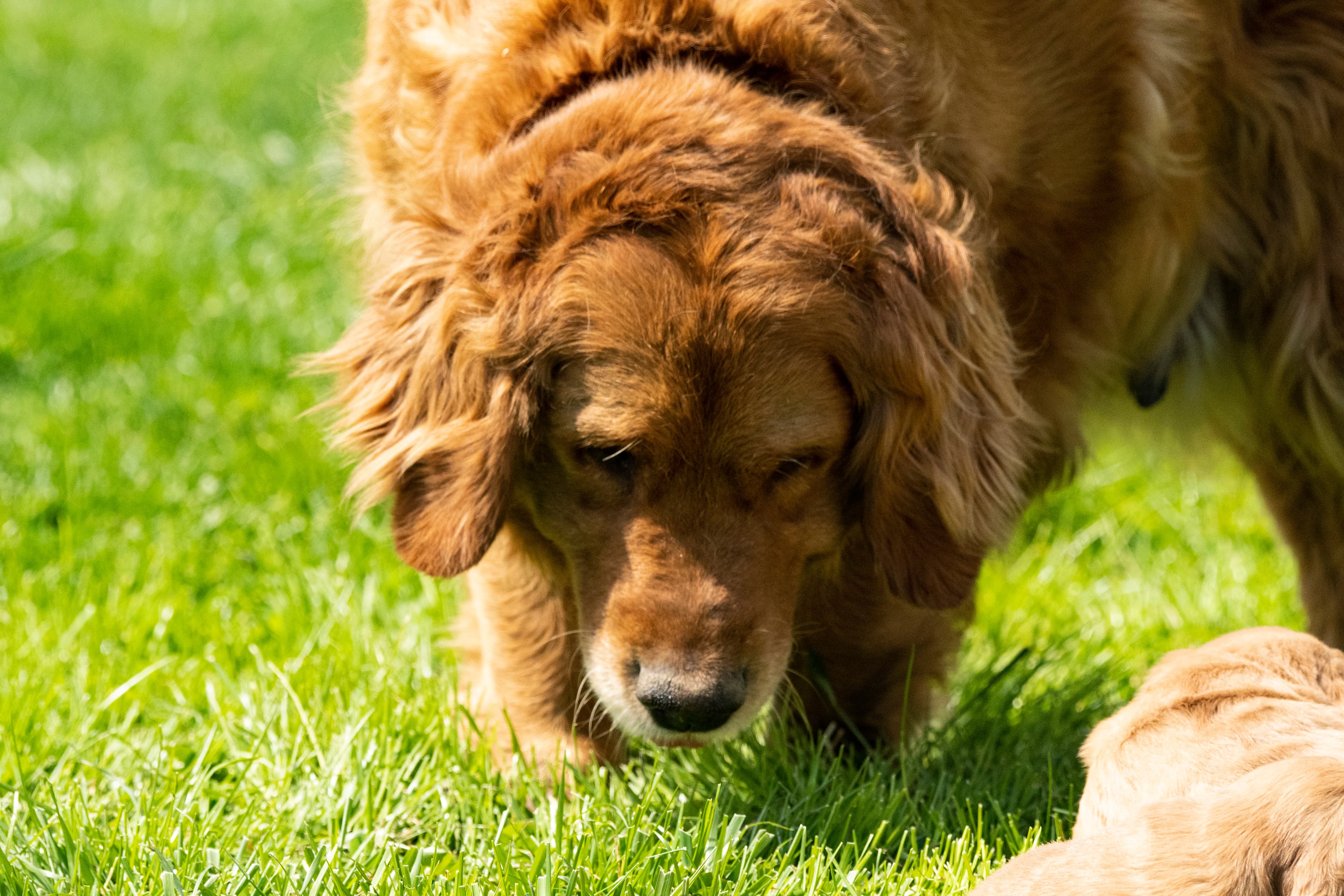 Puppies — pups044