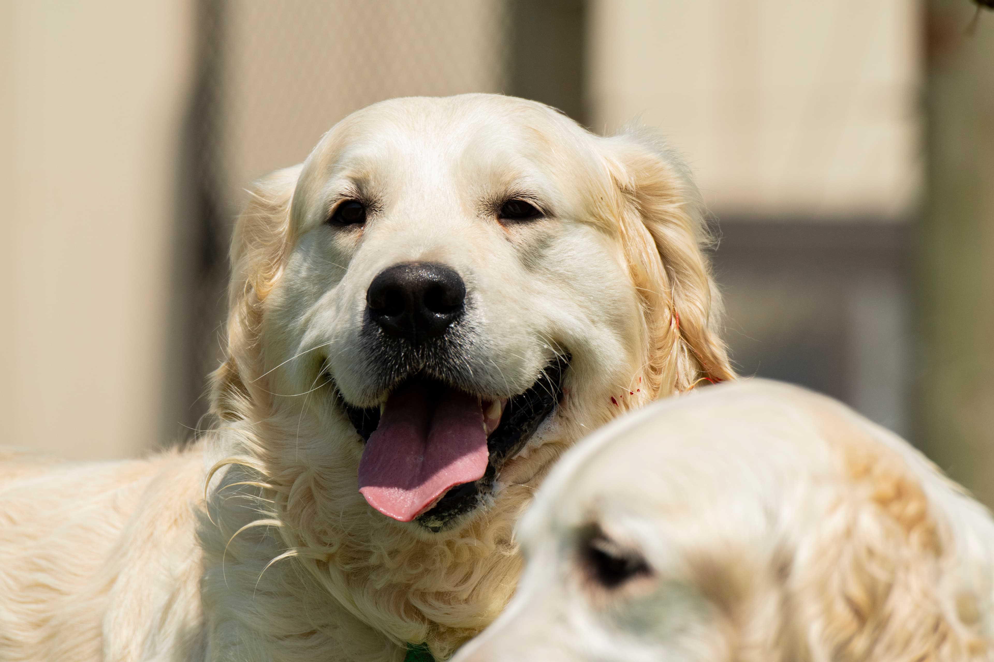 Puppies — pups046