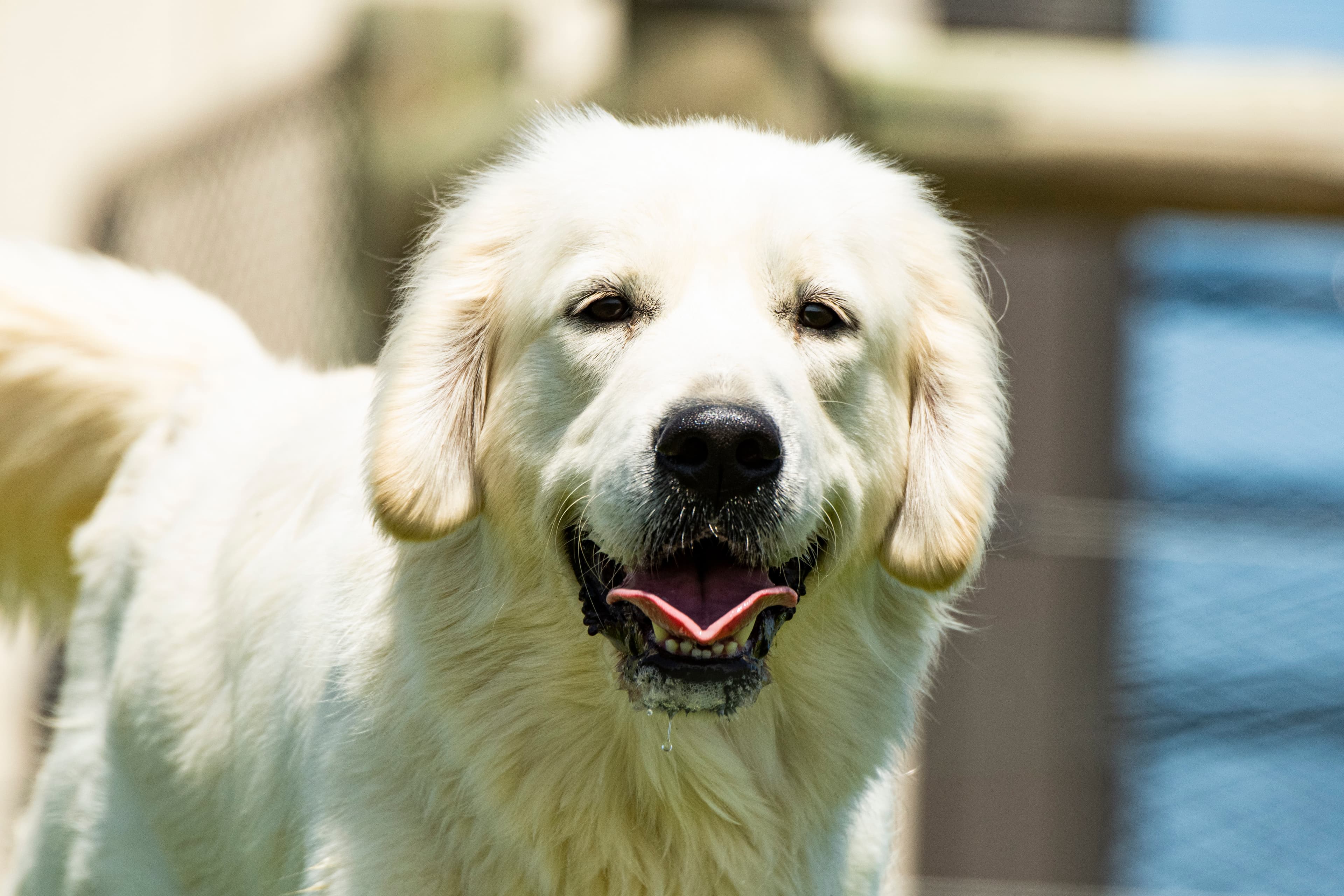 Puppies — pups047