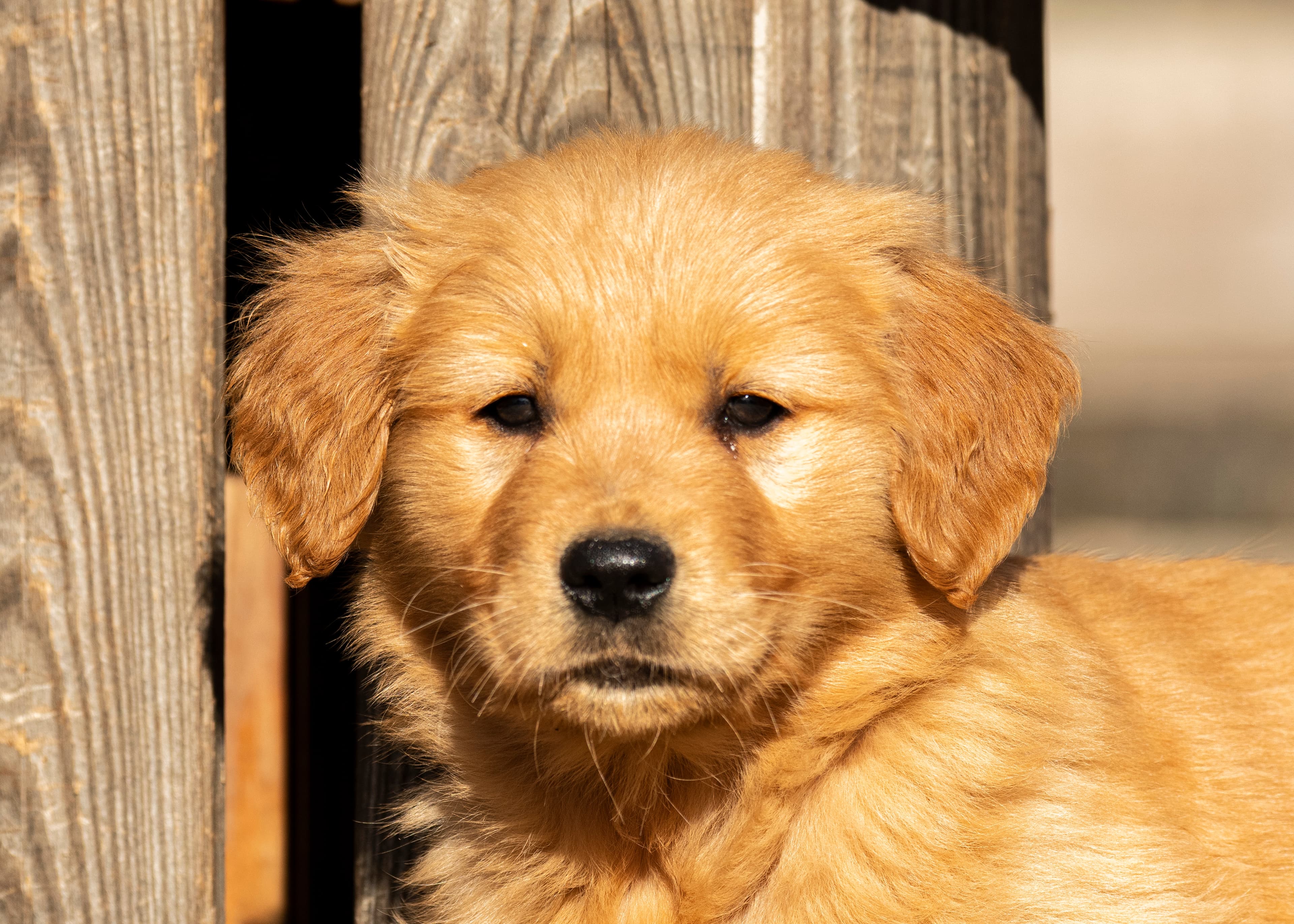 Puppies — pups048
