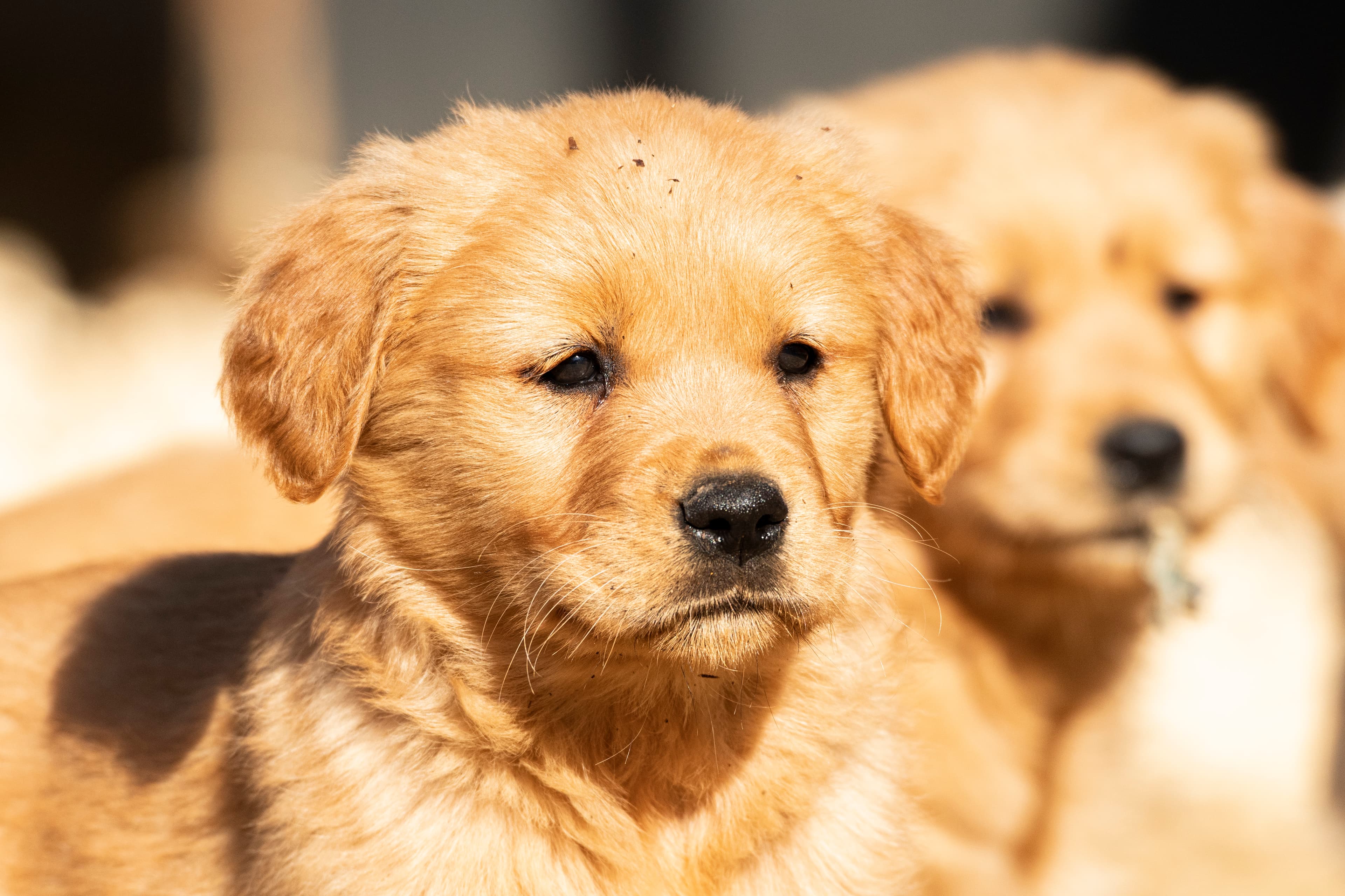 Puppies — pups050