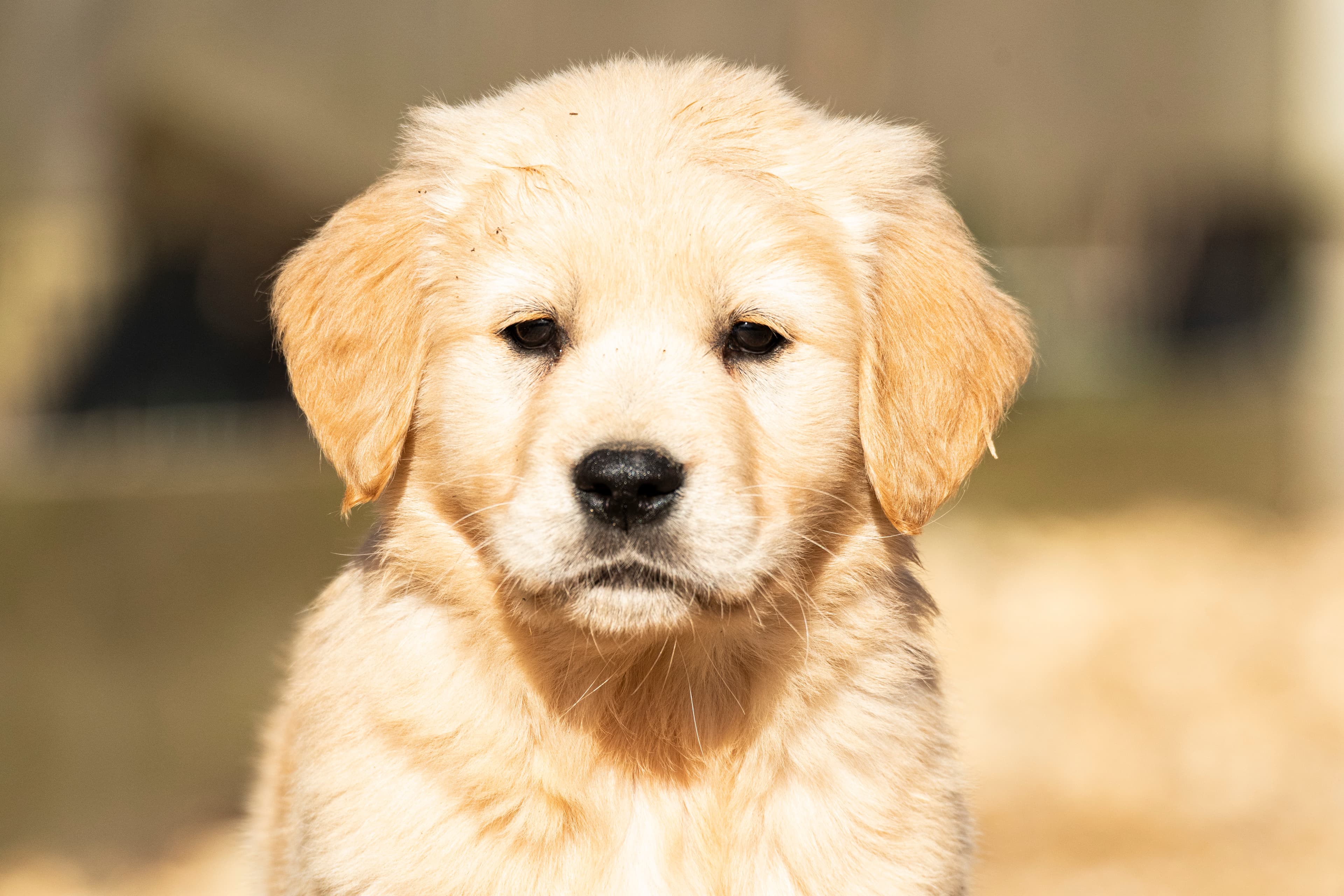 Puppies — pups051