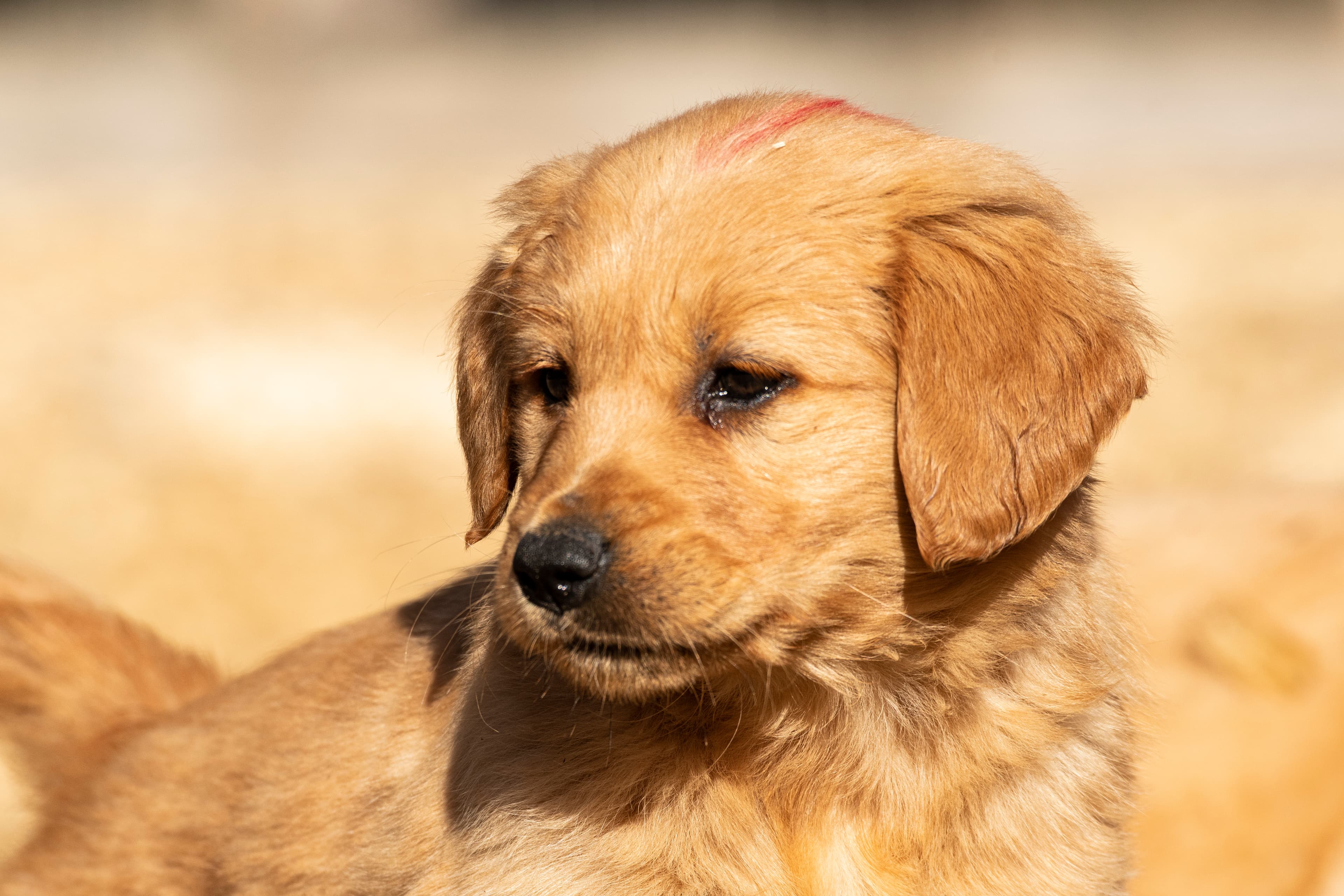 Puppies — pups052