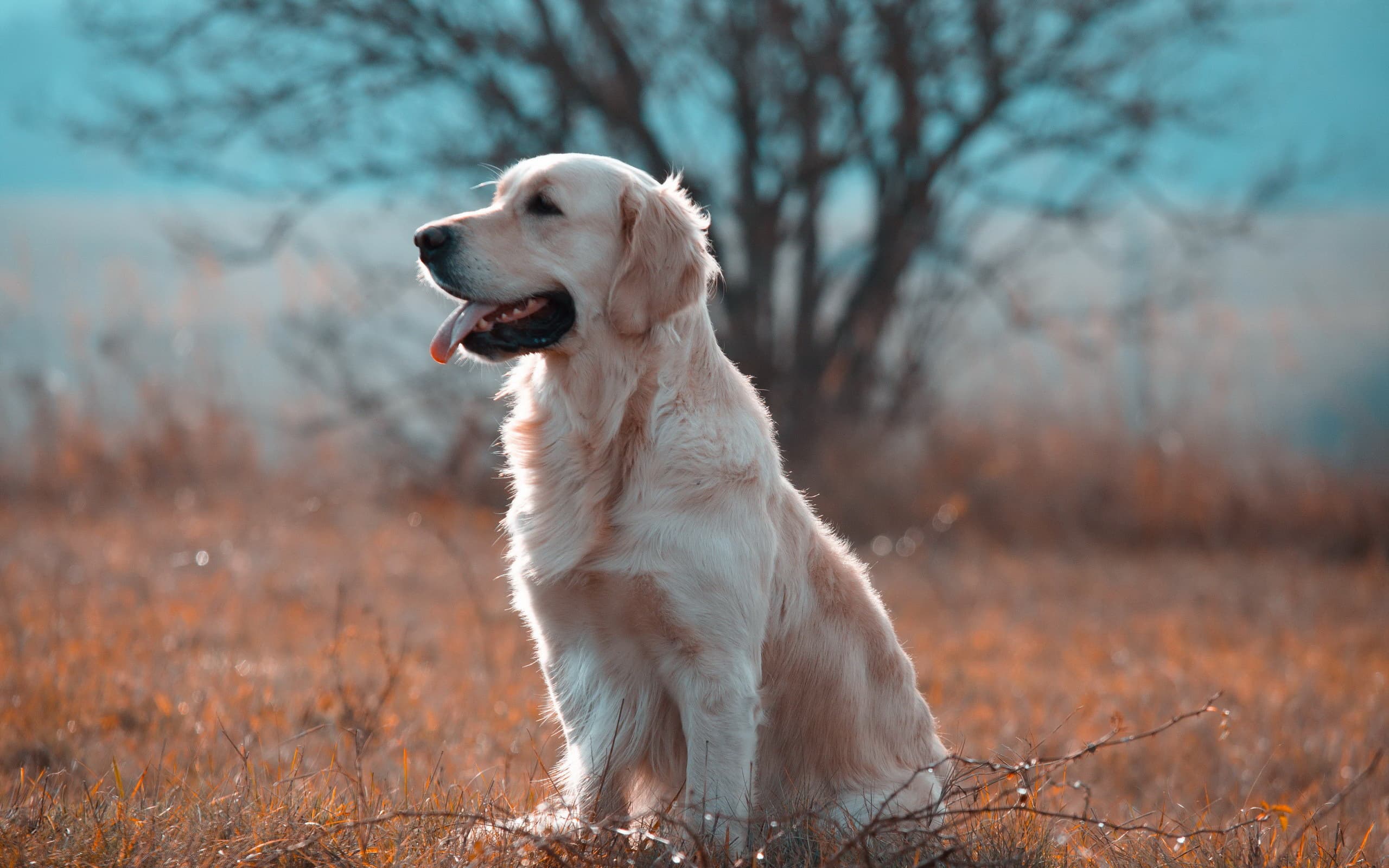 Puppies — pups053