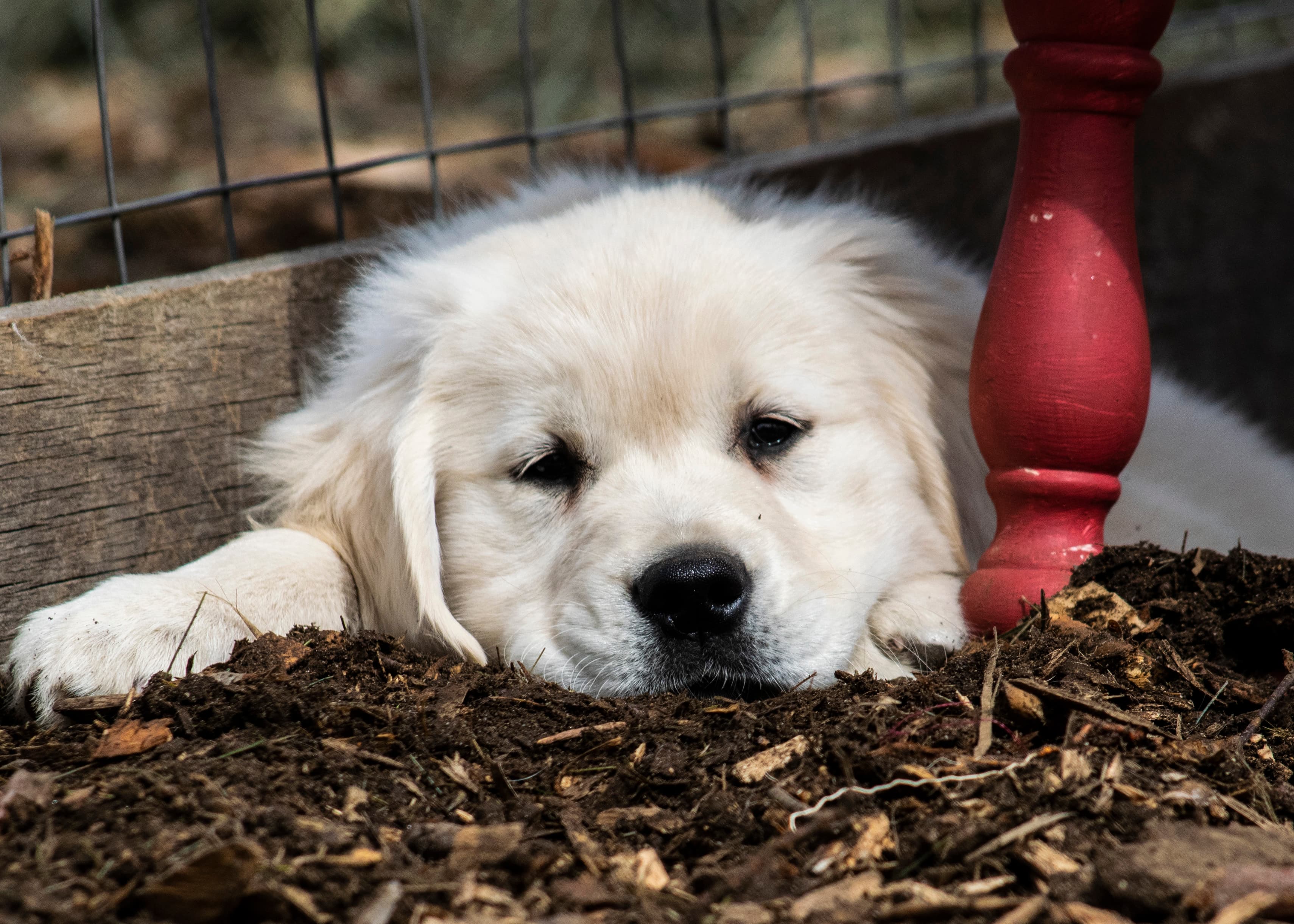 Puppies — pups055