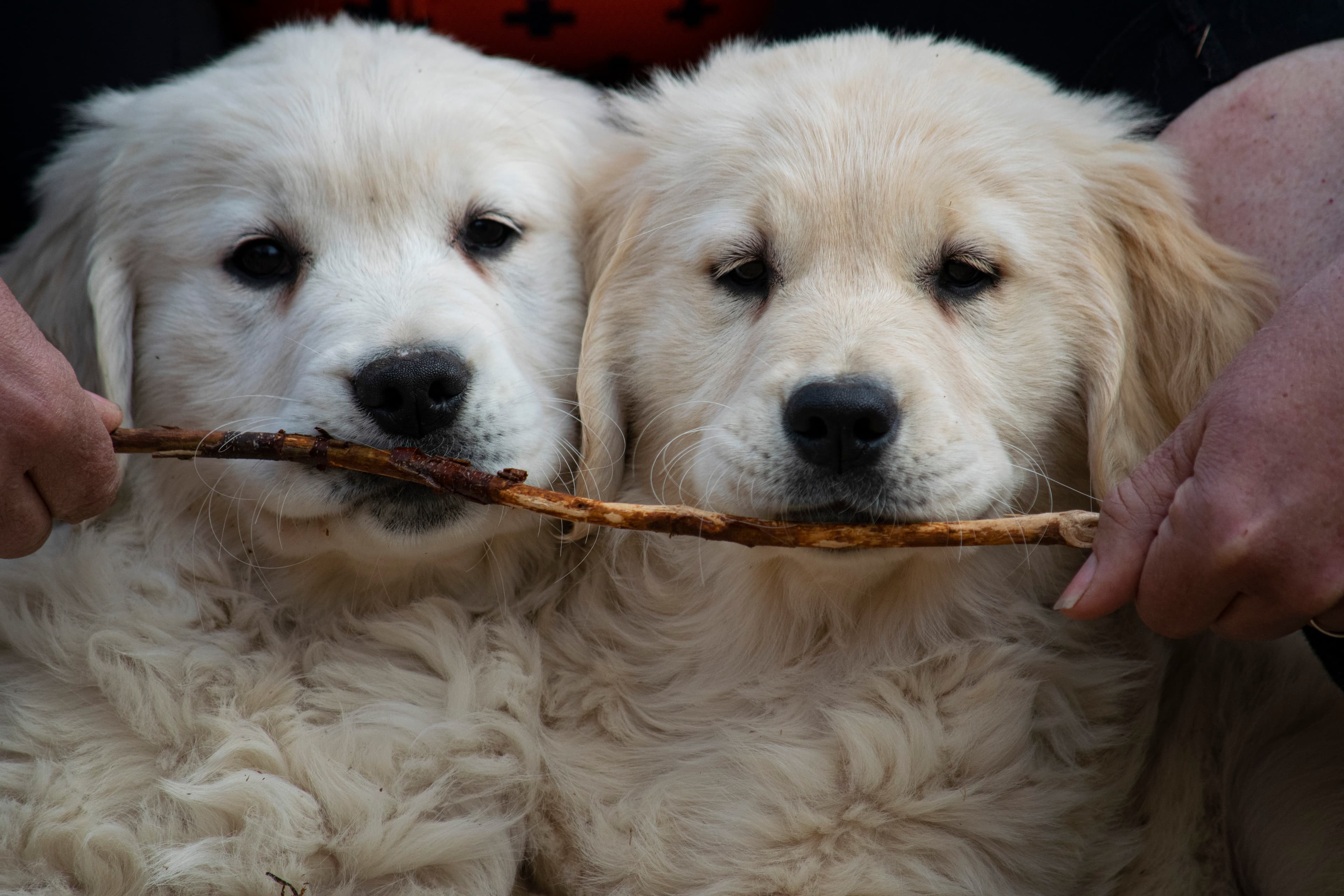 Puppies — pups056