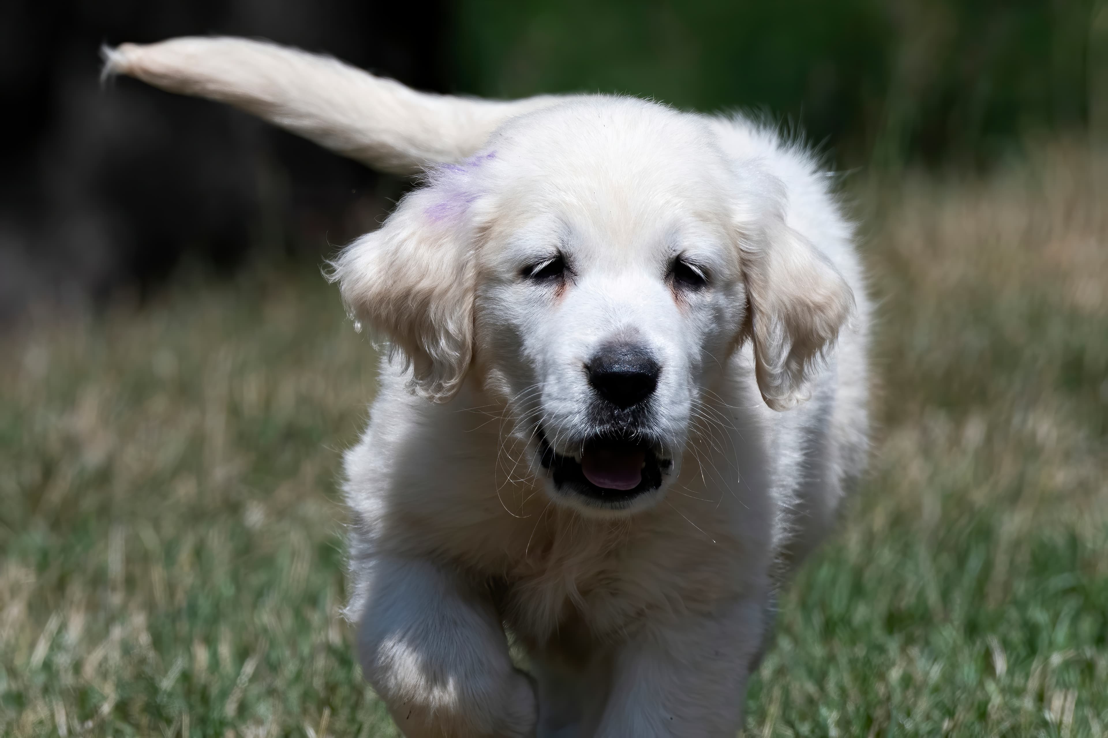 Puppies — pups058