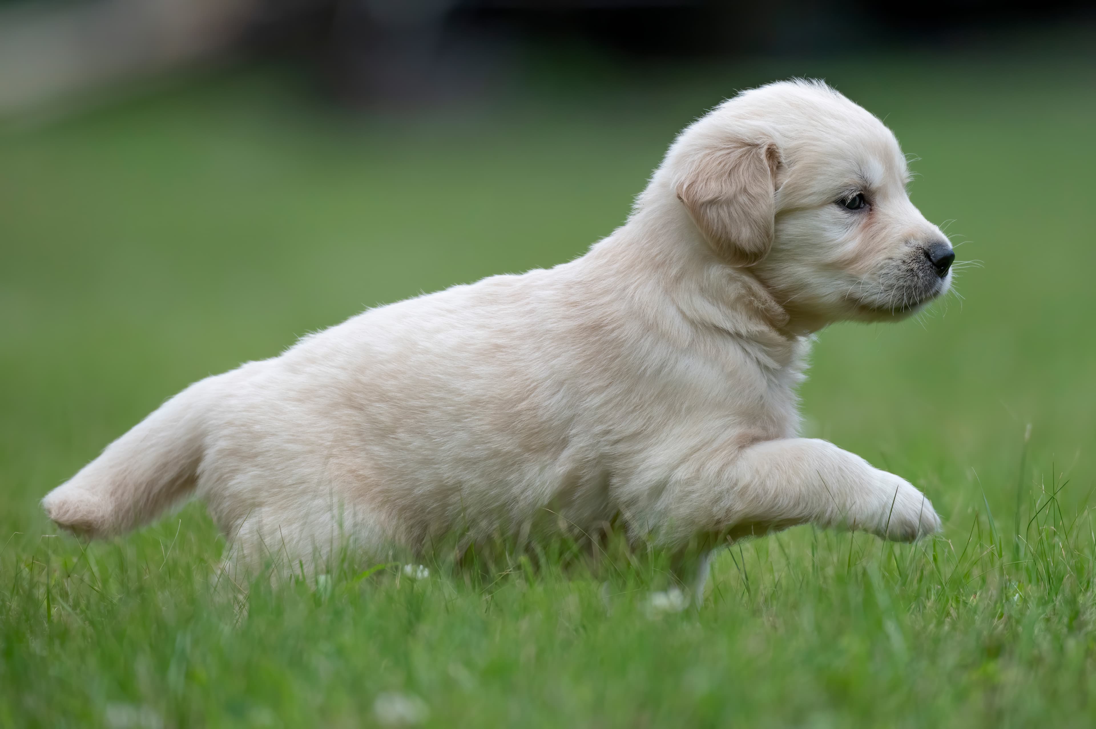 Puppies — pups062