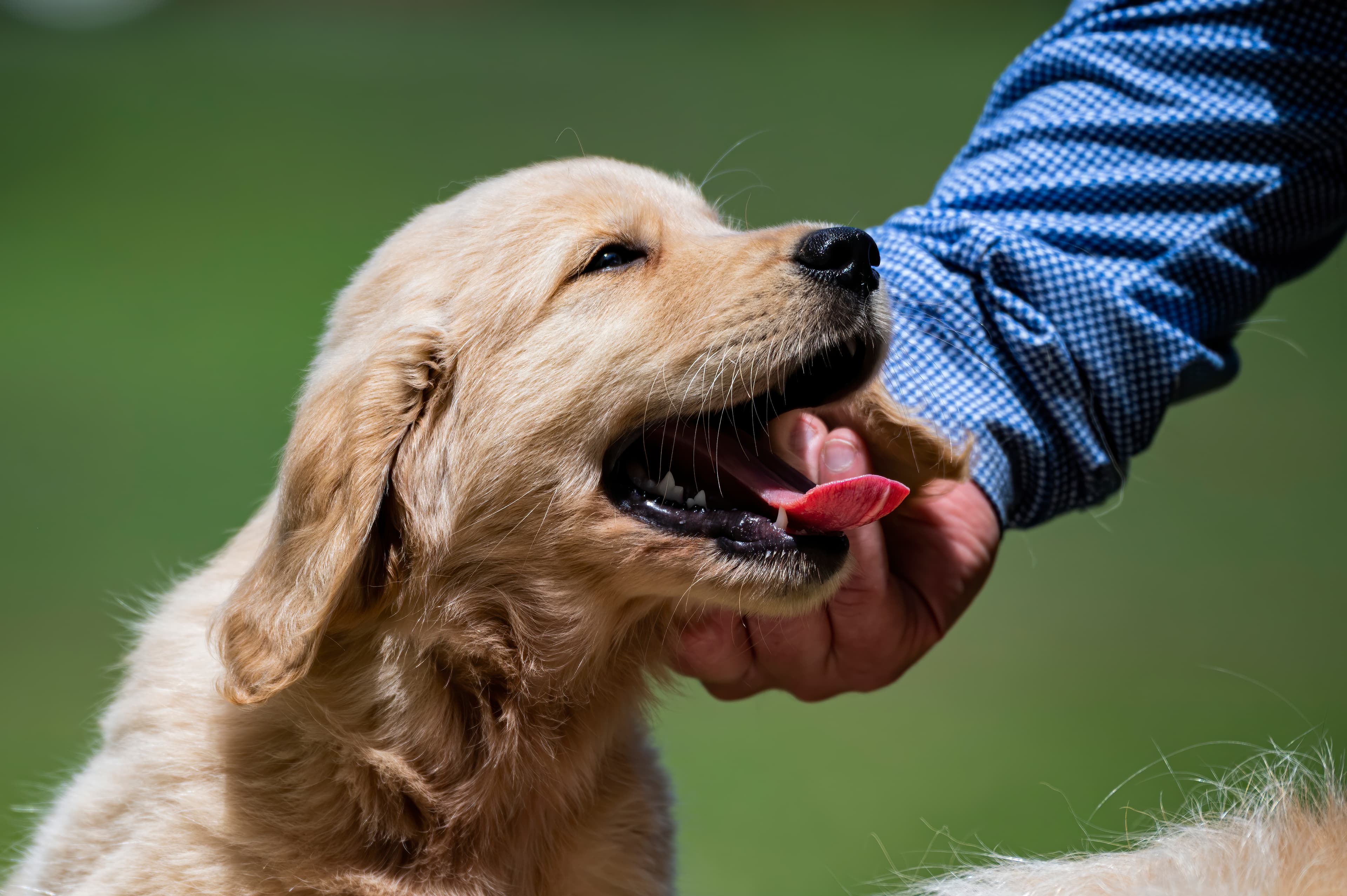 Puppies — pups064
