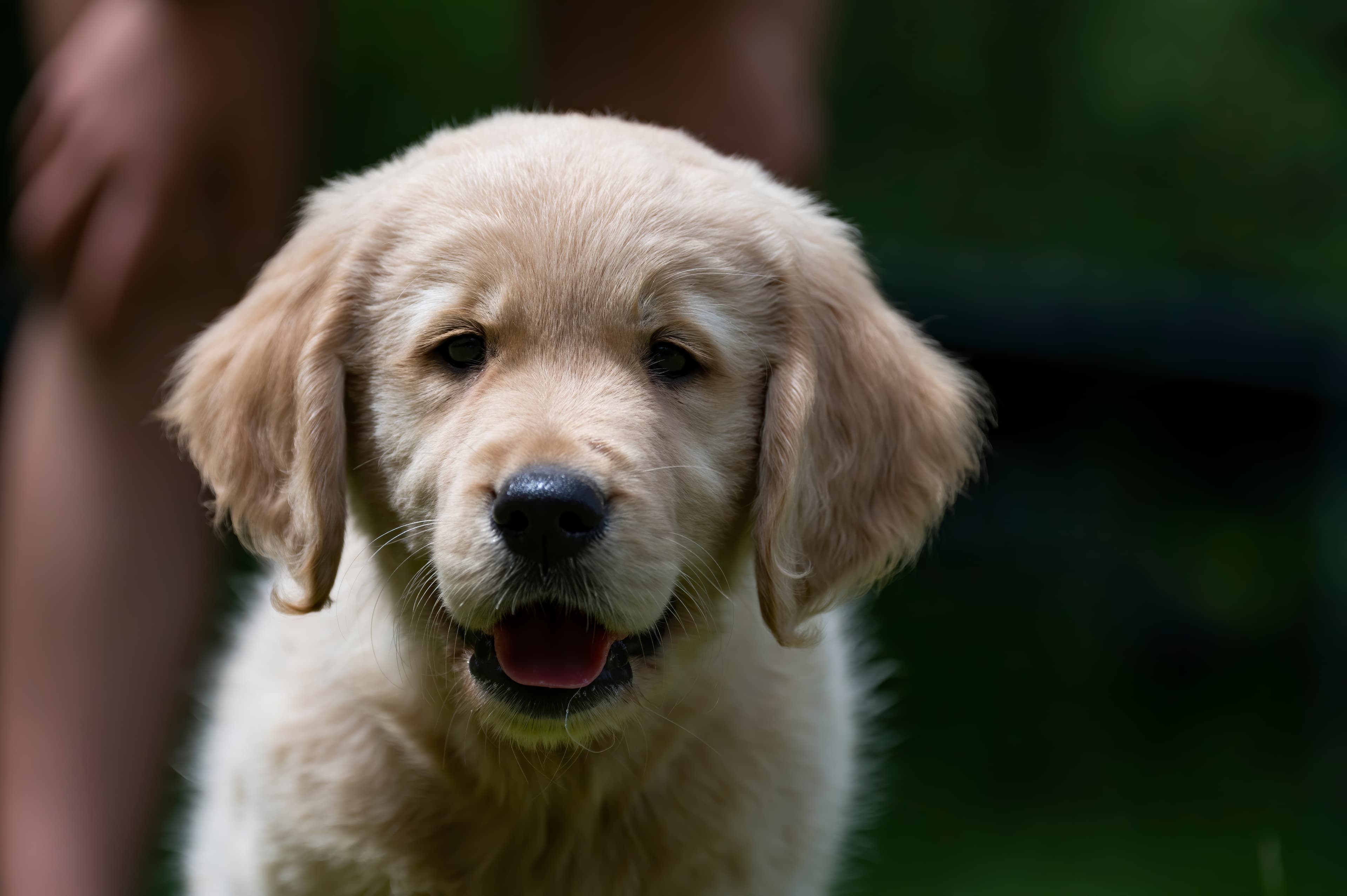 Puppies — pups065
