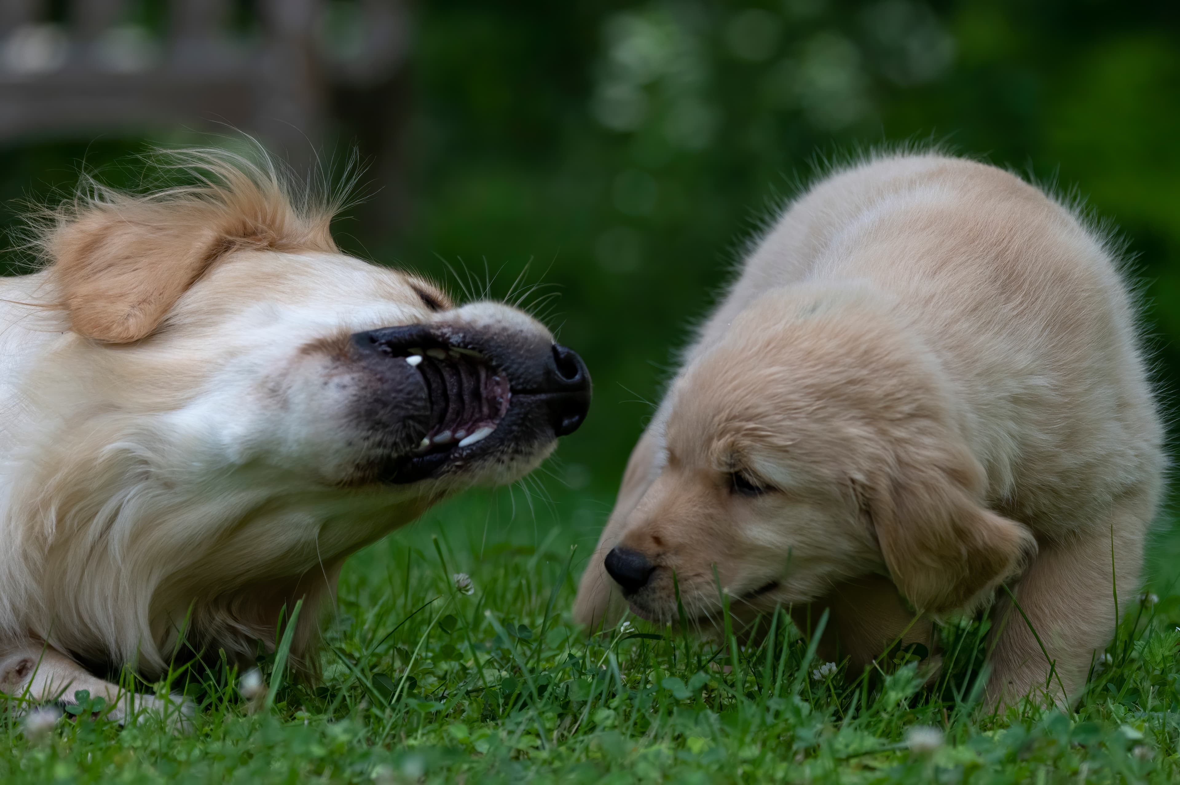 Puppies — pups066