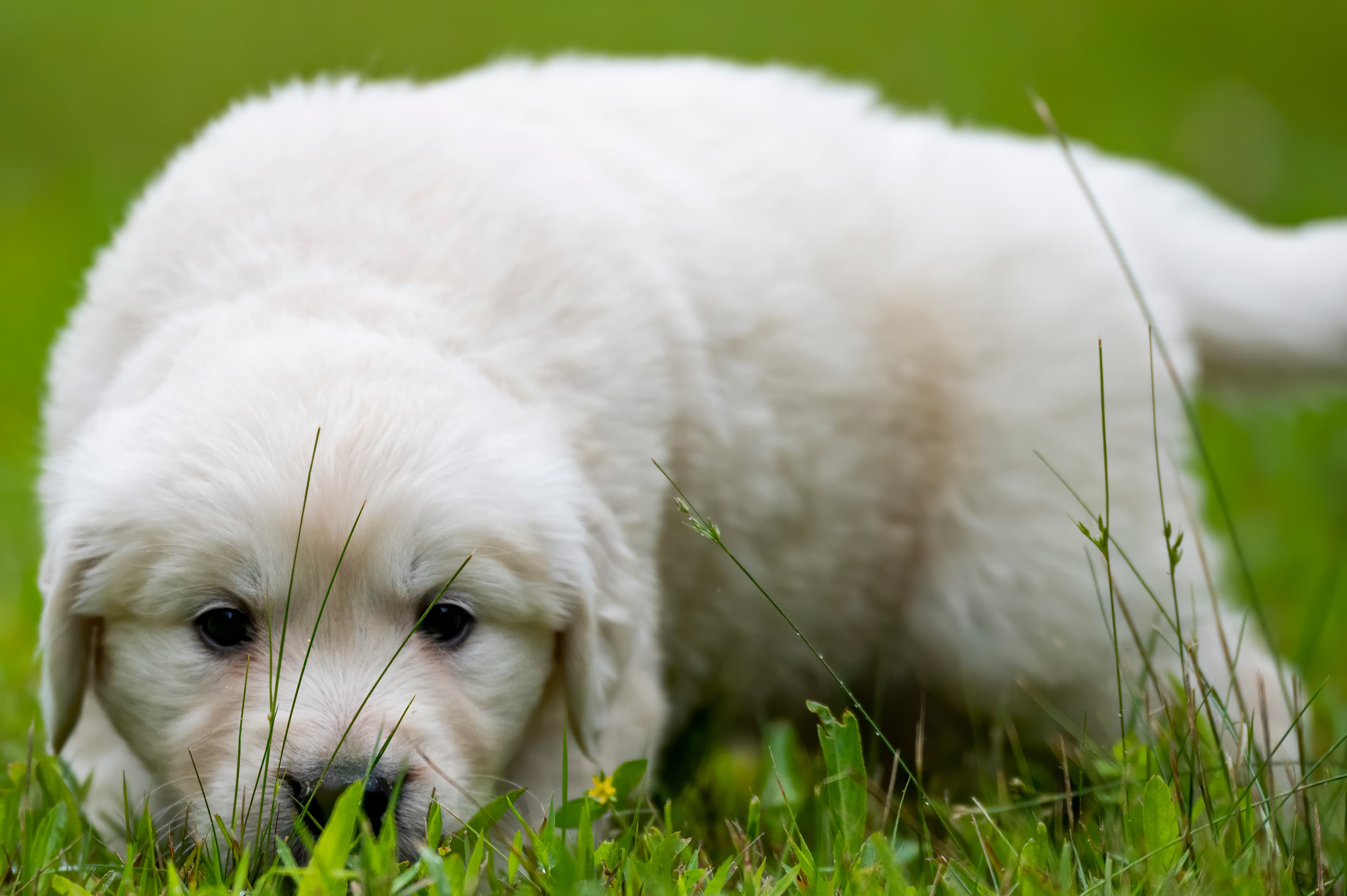 Puppies — pups067