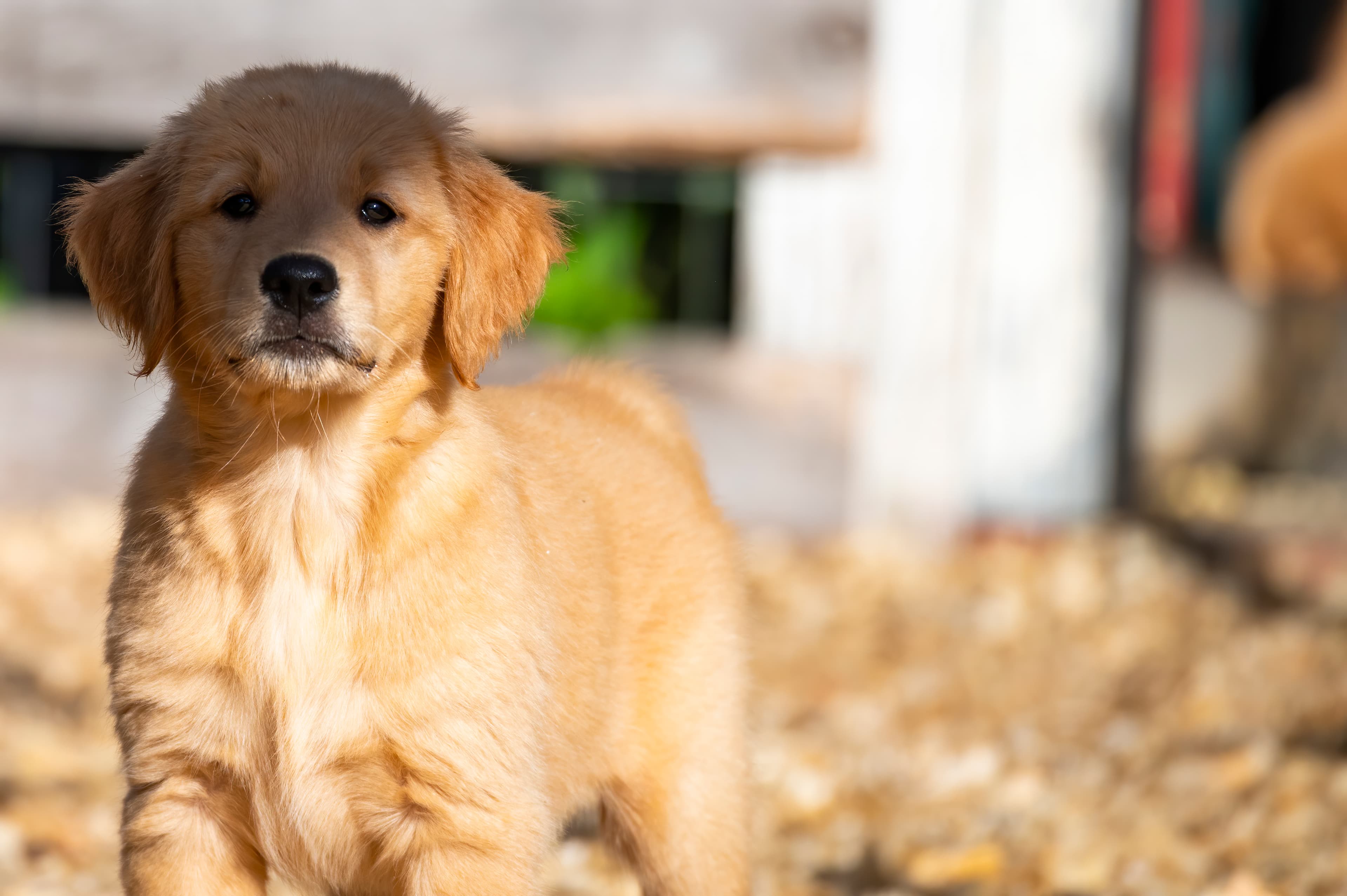 Puppies — pups068