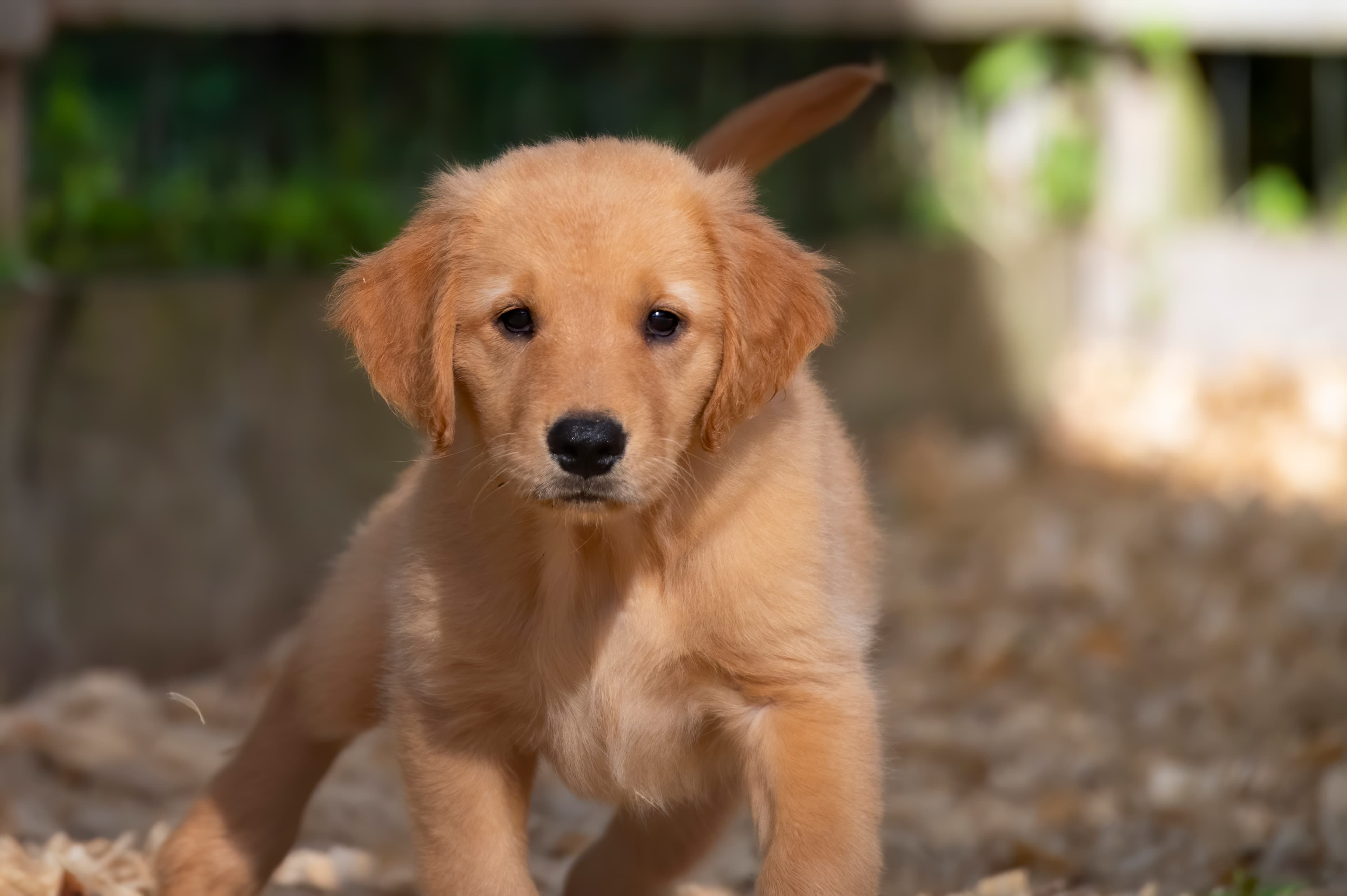 Puppies — pups069