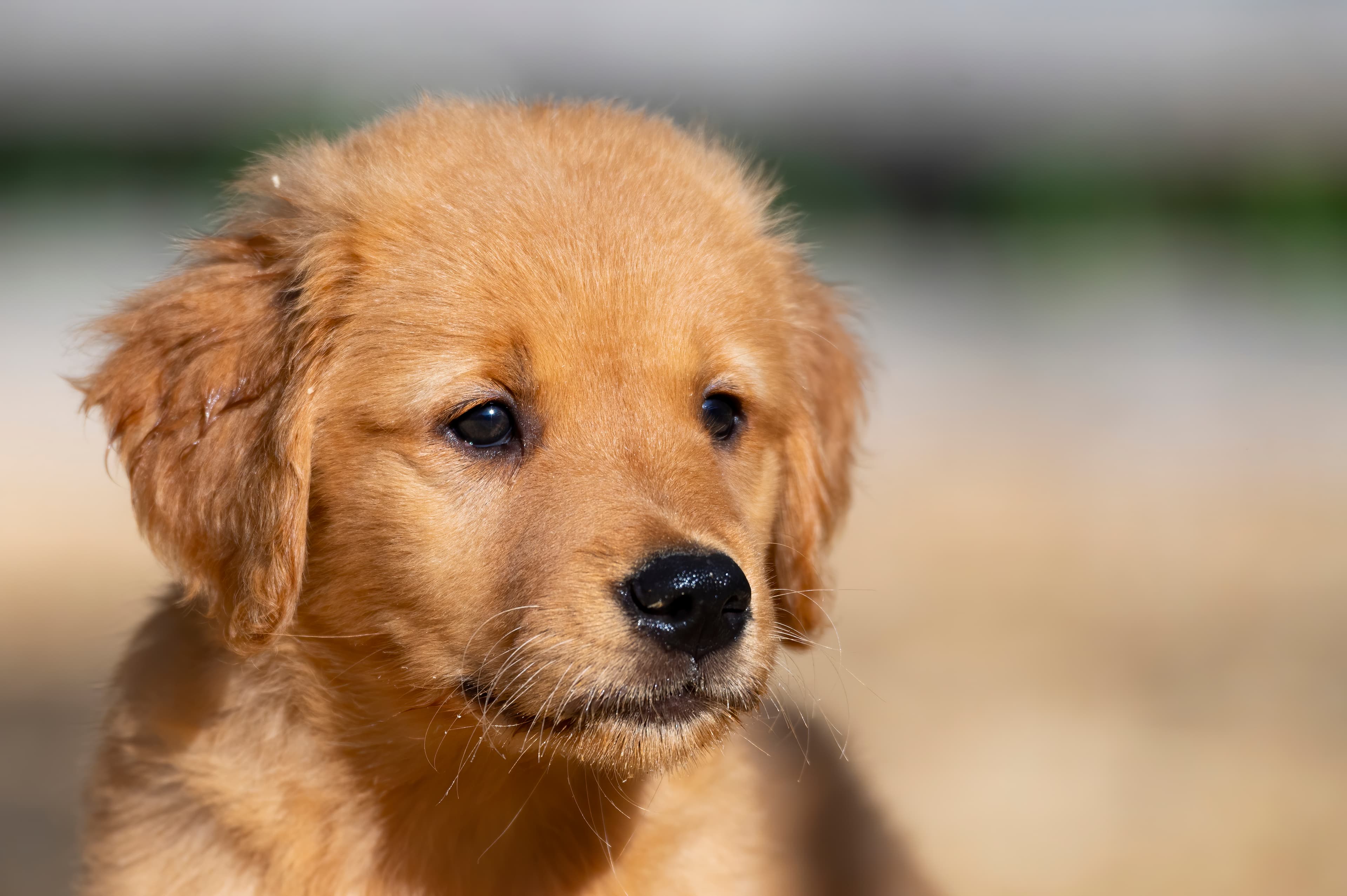 Puppies — pups070