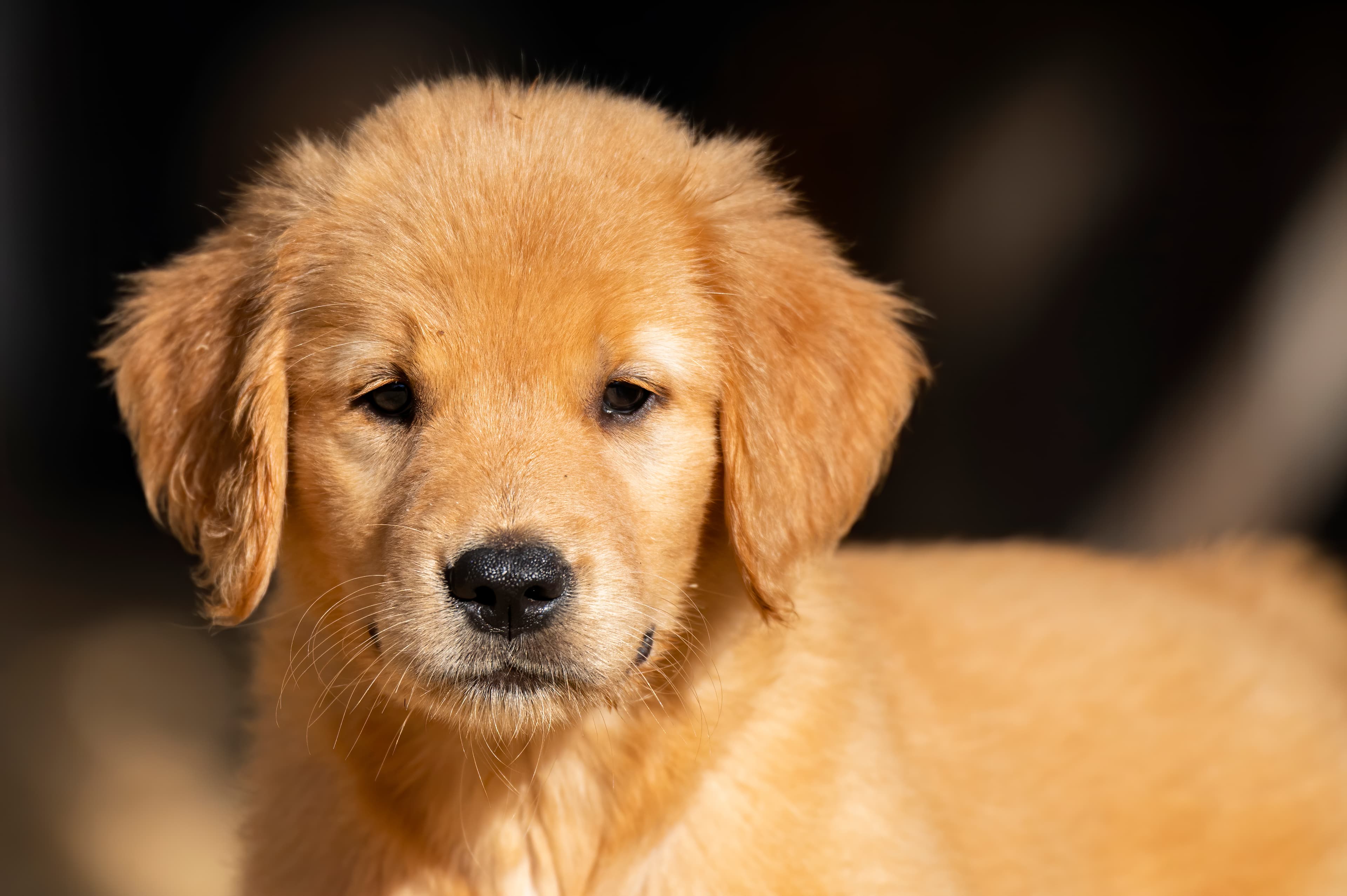 Puppies — pups071