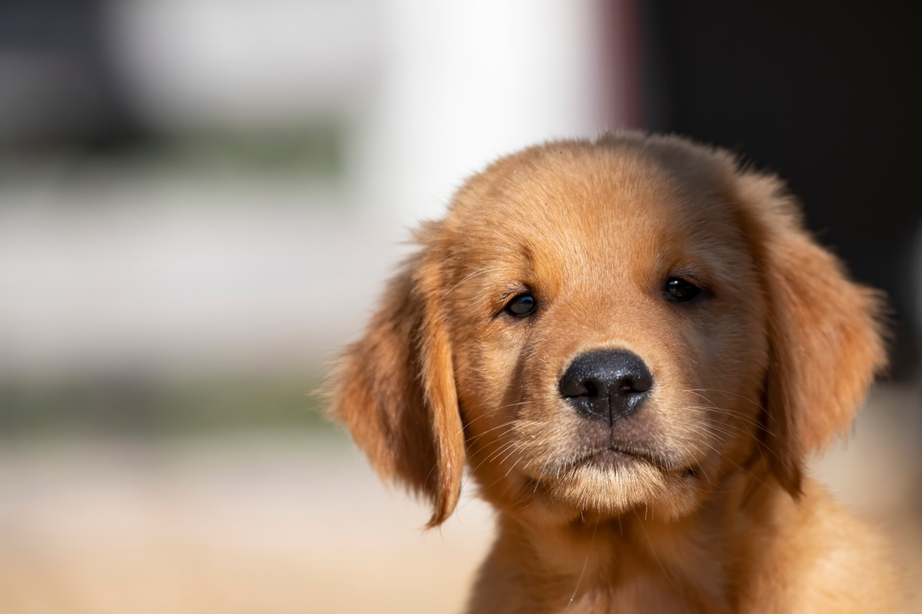 Puppies — pups072
