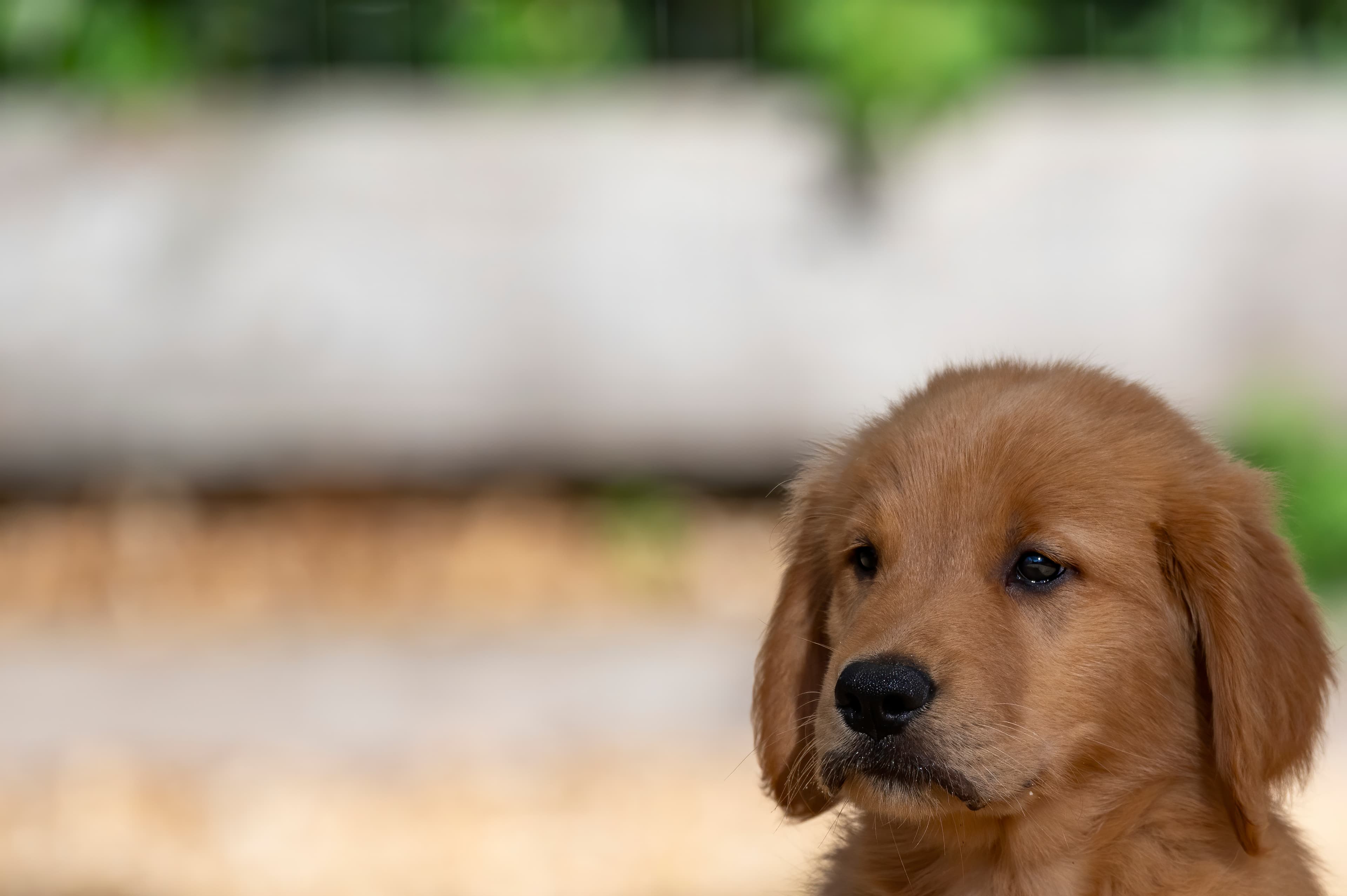 Puppies — pups073