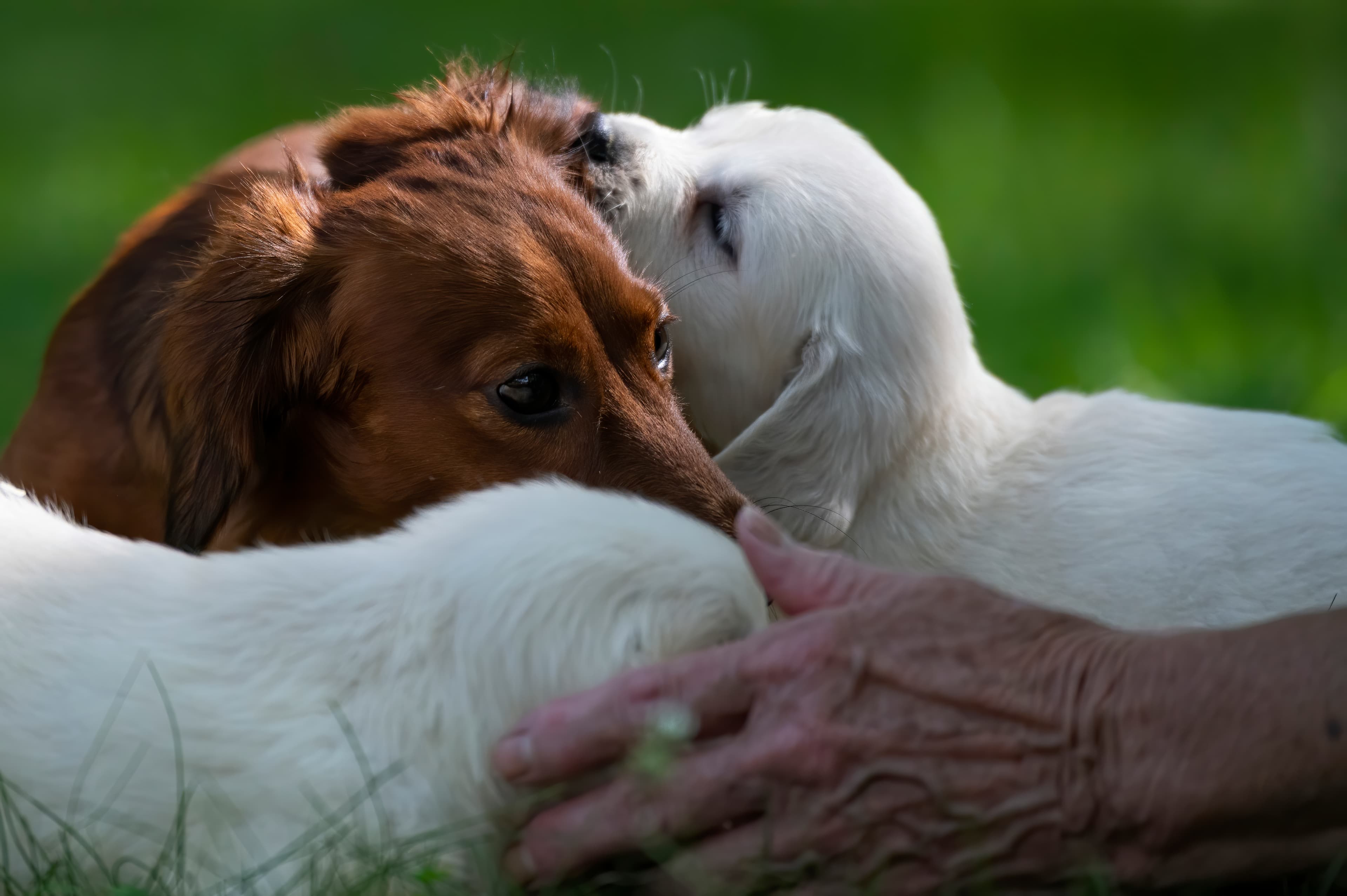 Puppies — pups074