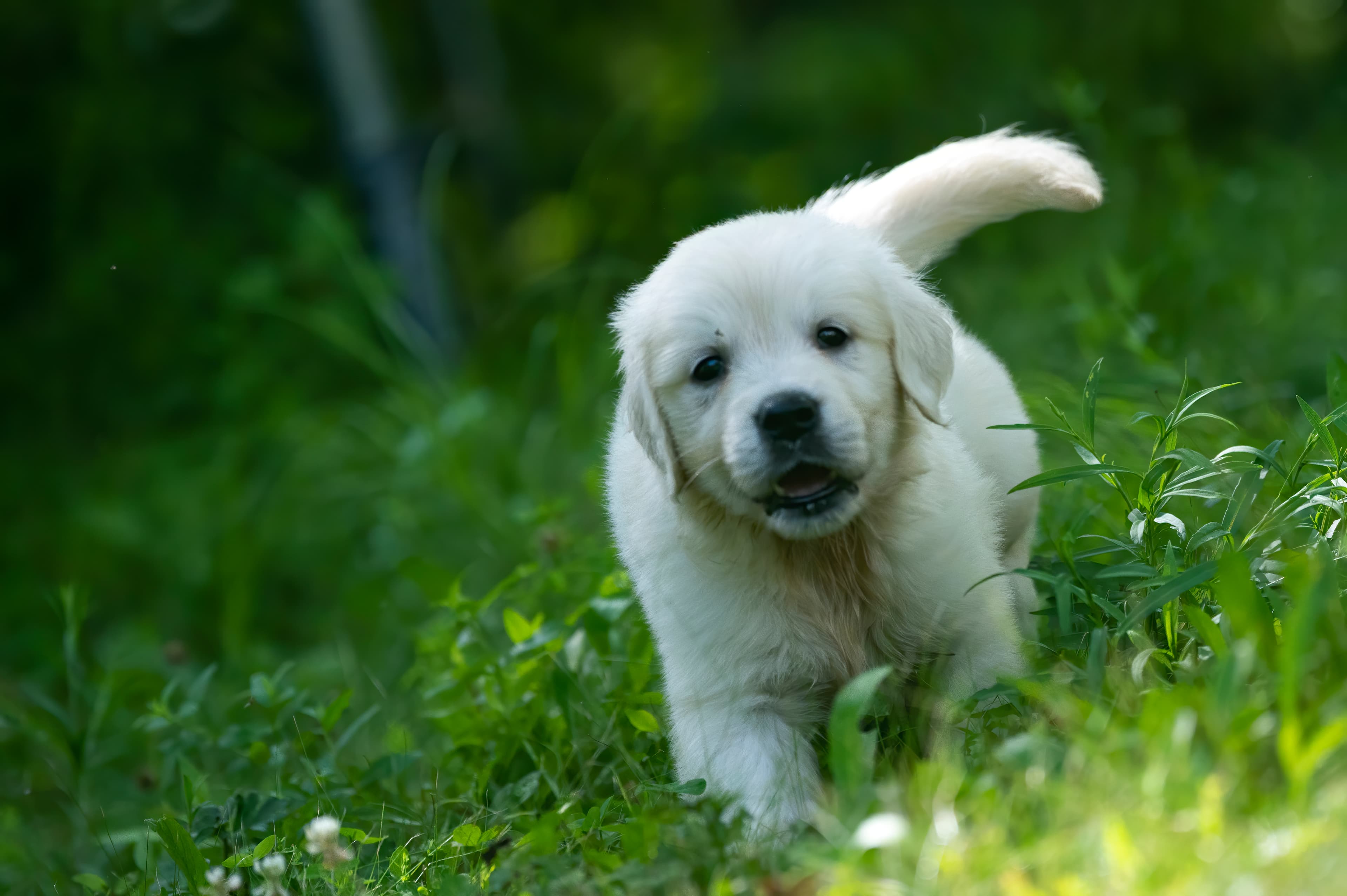 Puppies — pups075