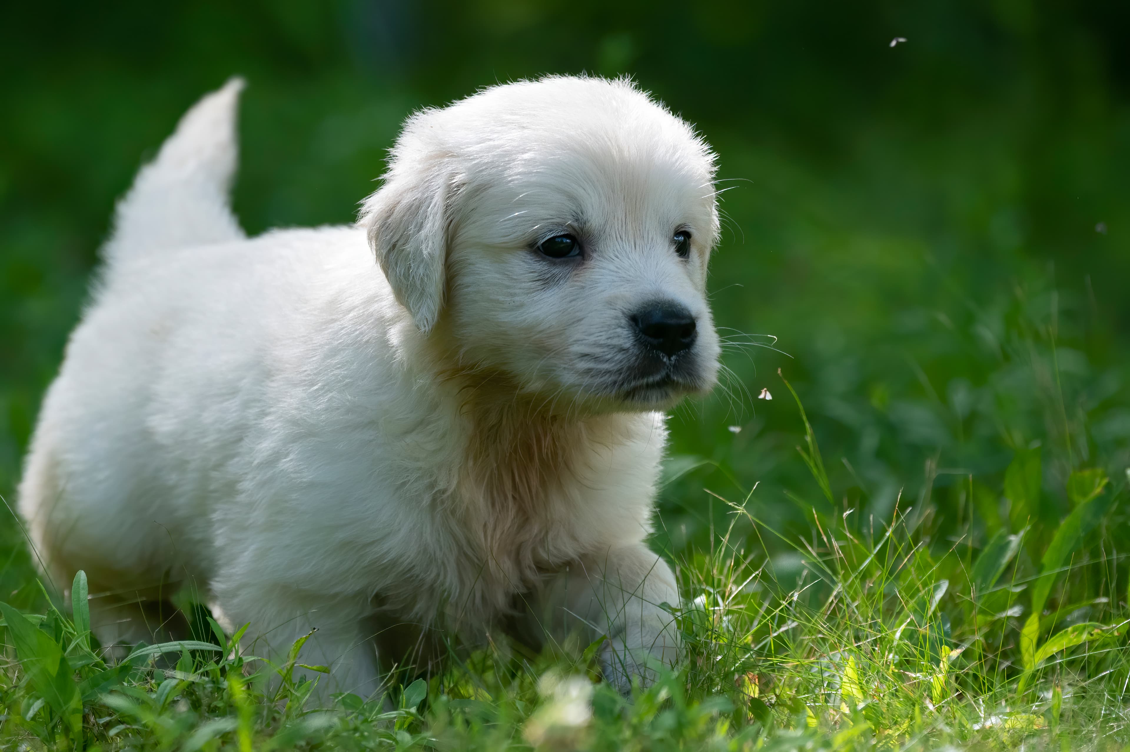 Puppies — pups076