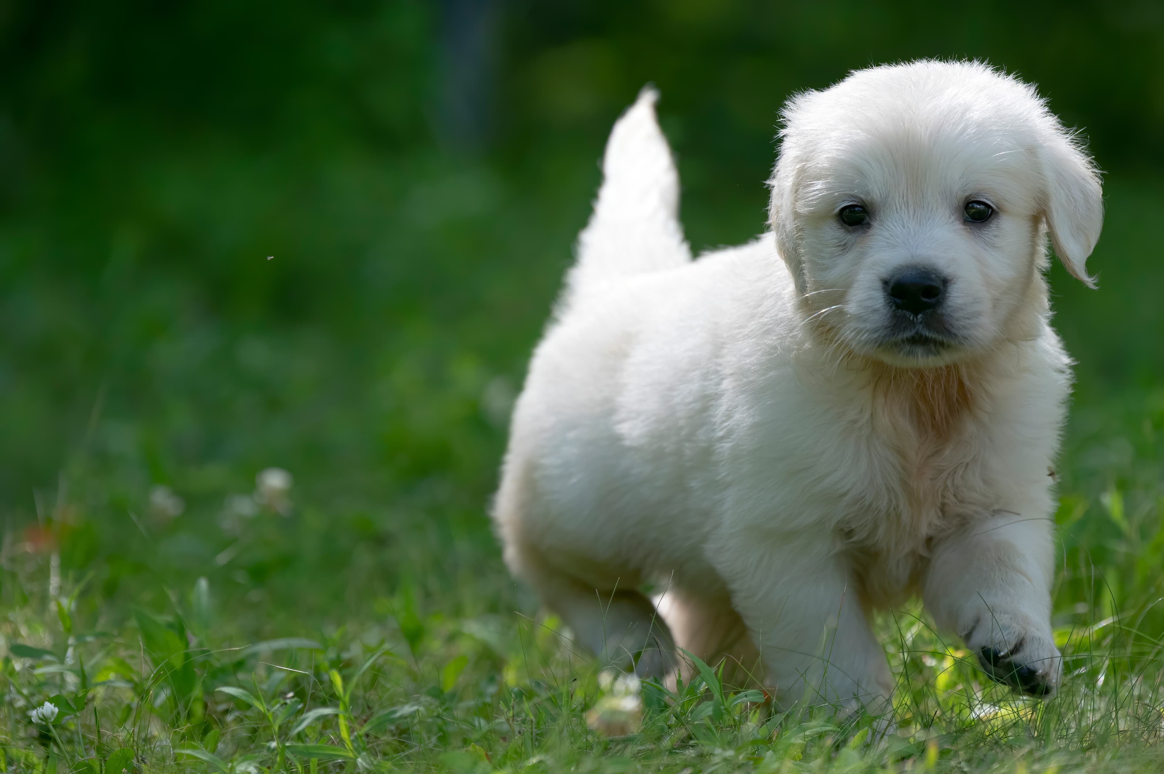 Puppies — pups077