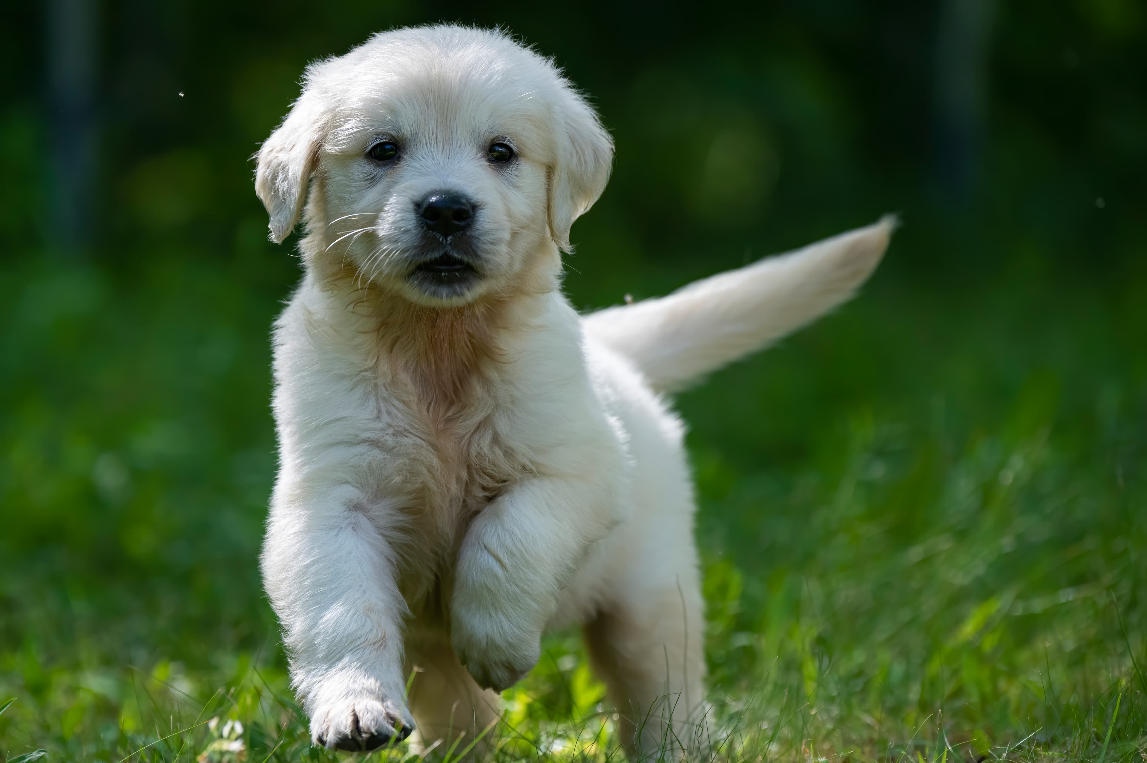 Puppies — pups078