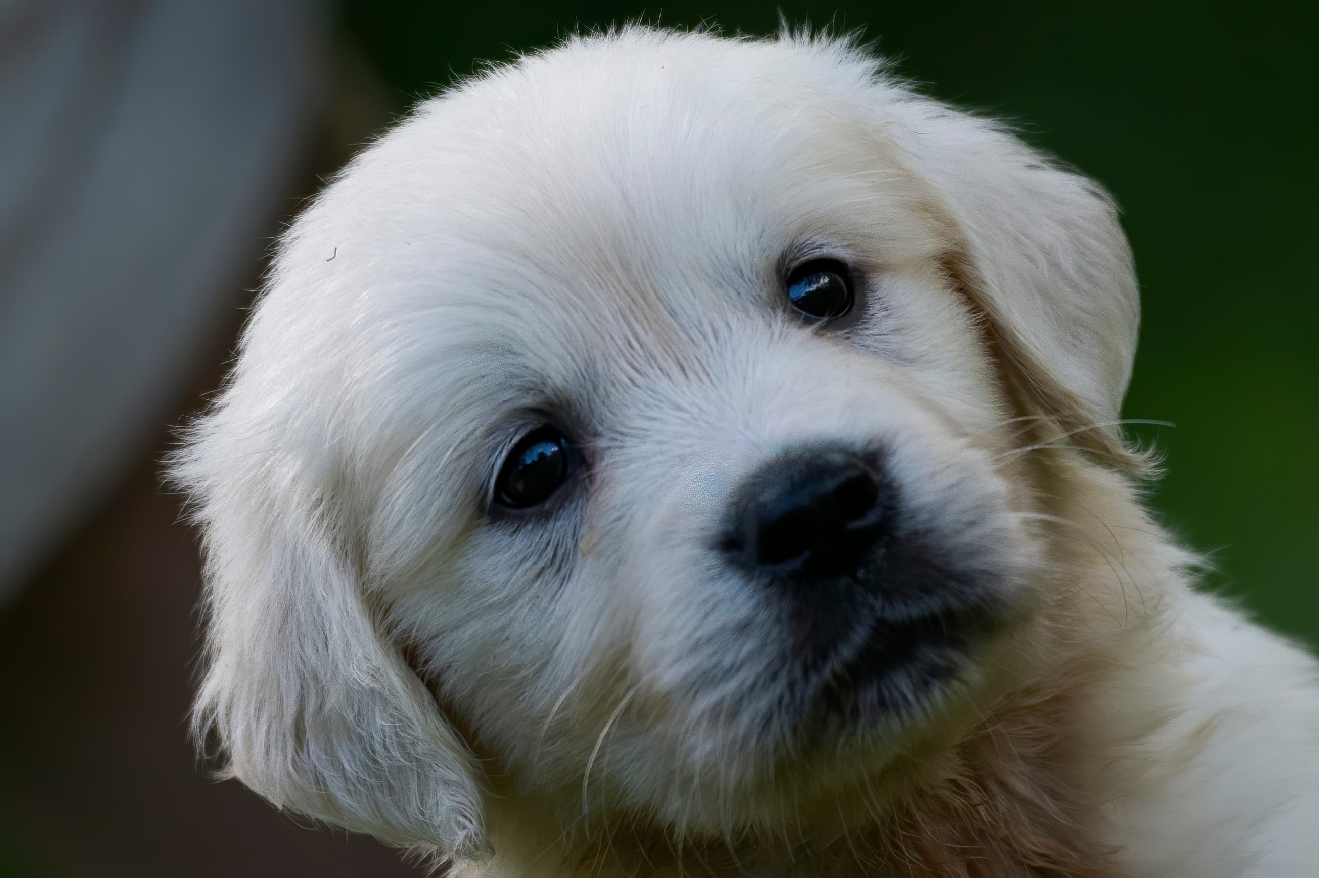 Puppies — pups079