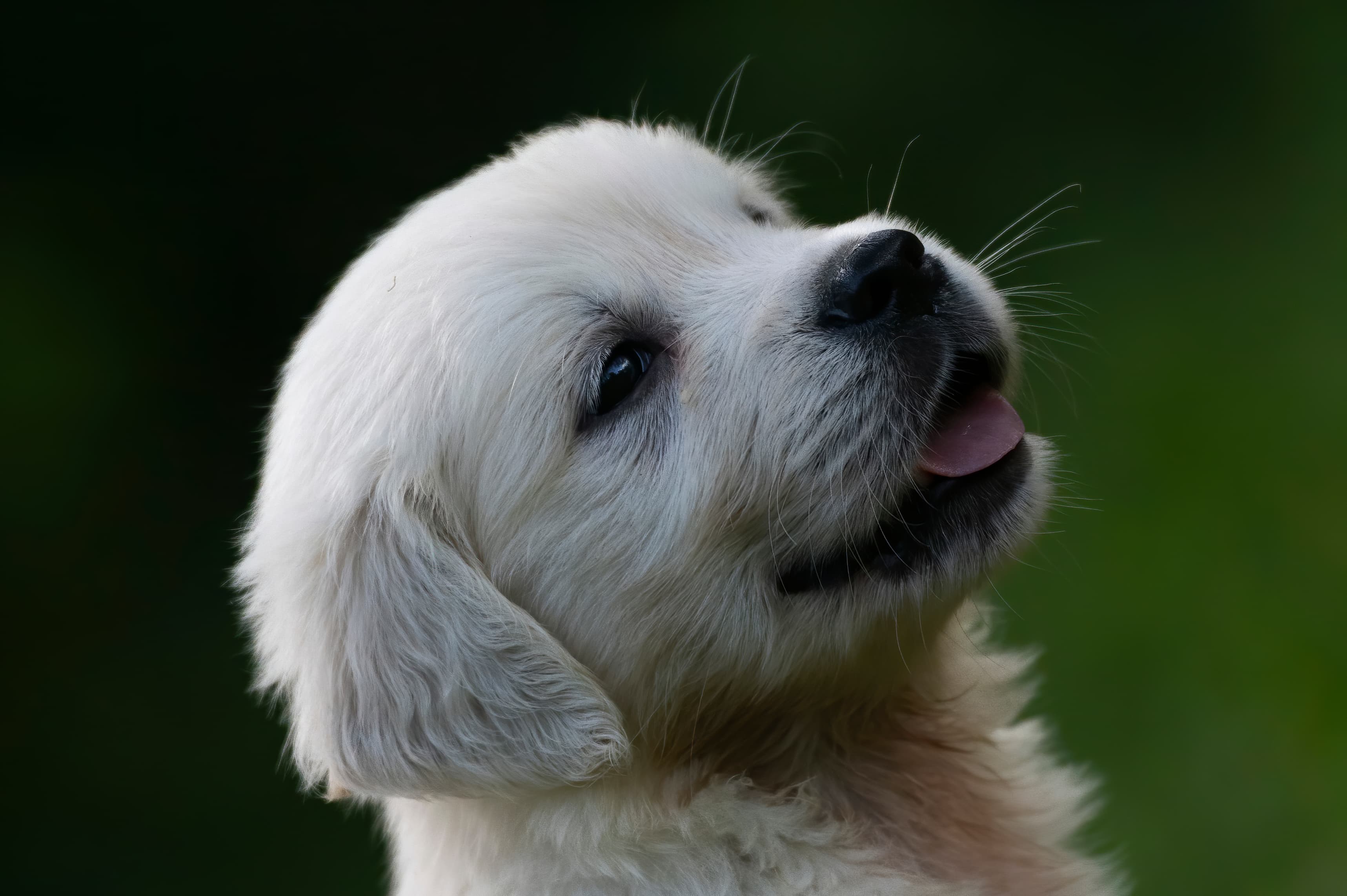 Puppies — pups080