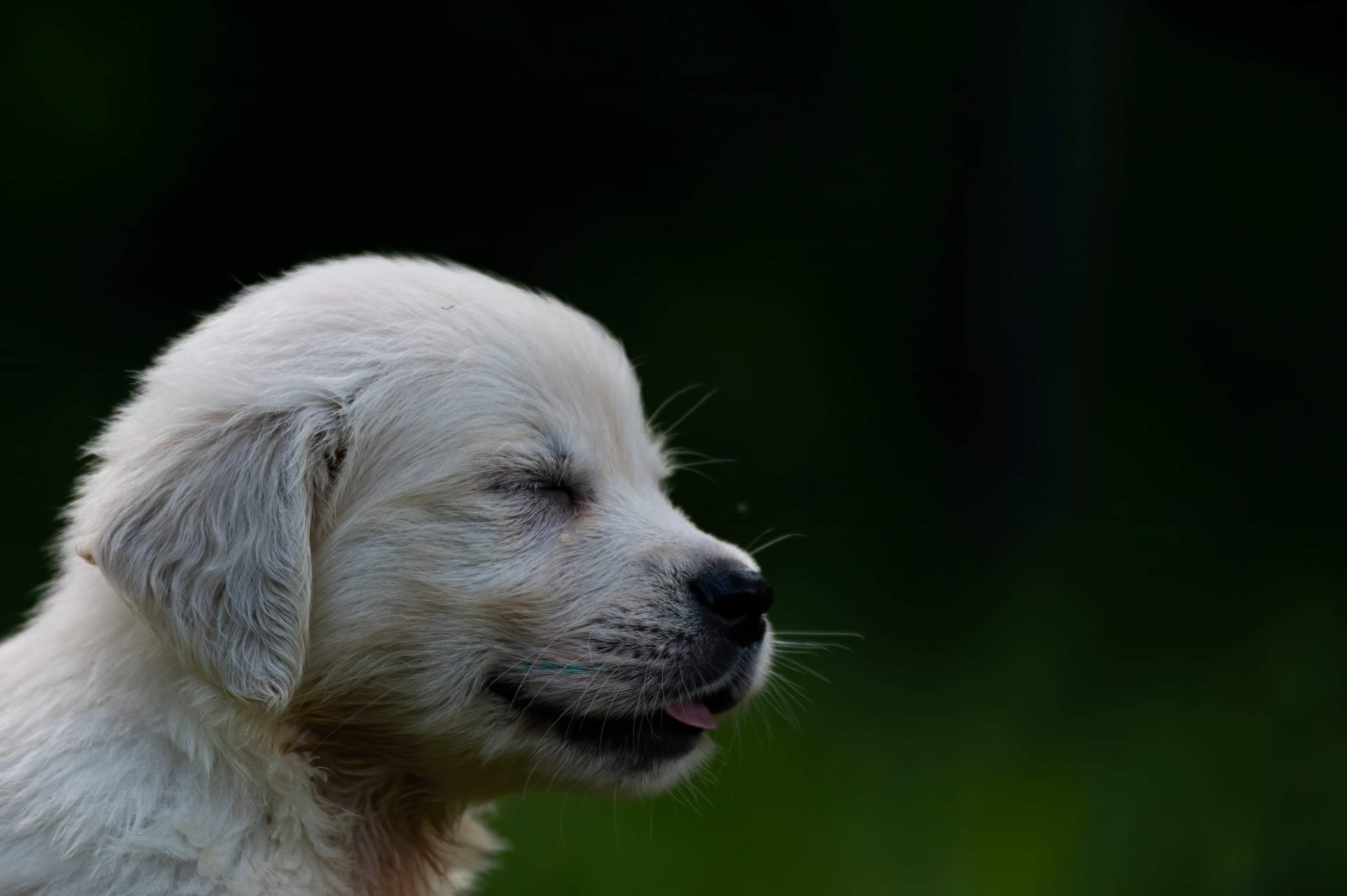 Puppies — pups081