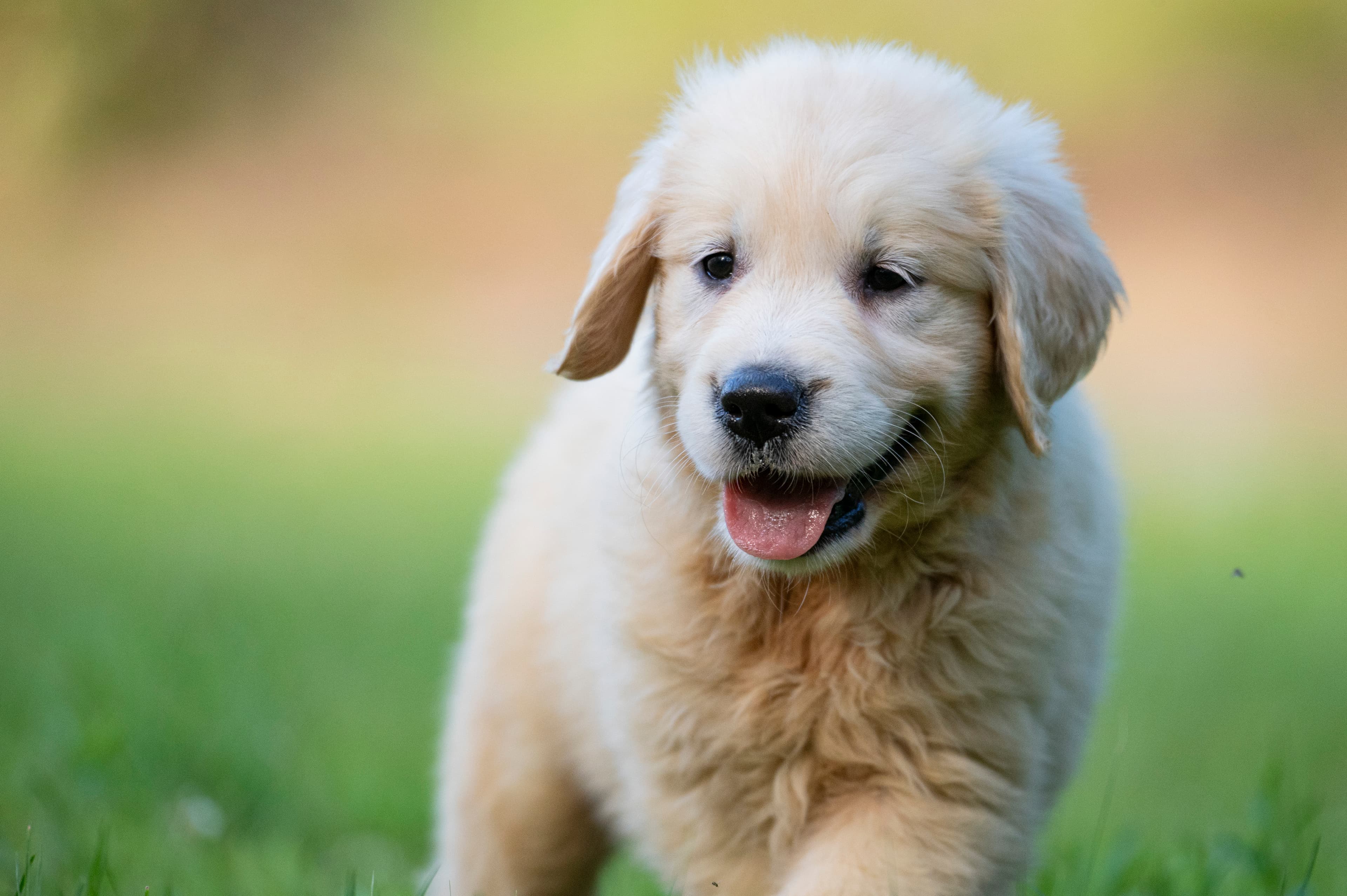 Puppies — pups083