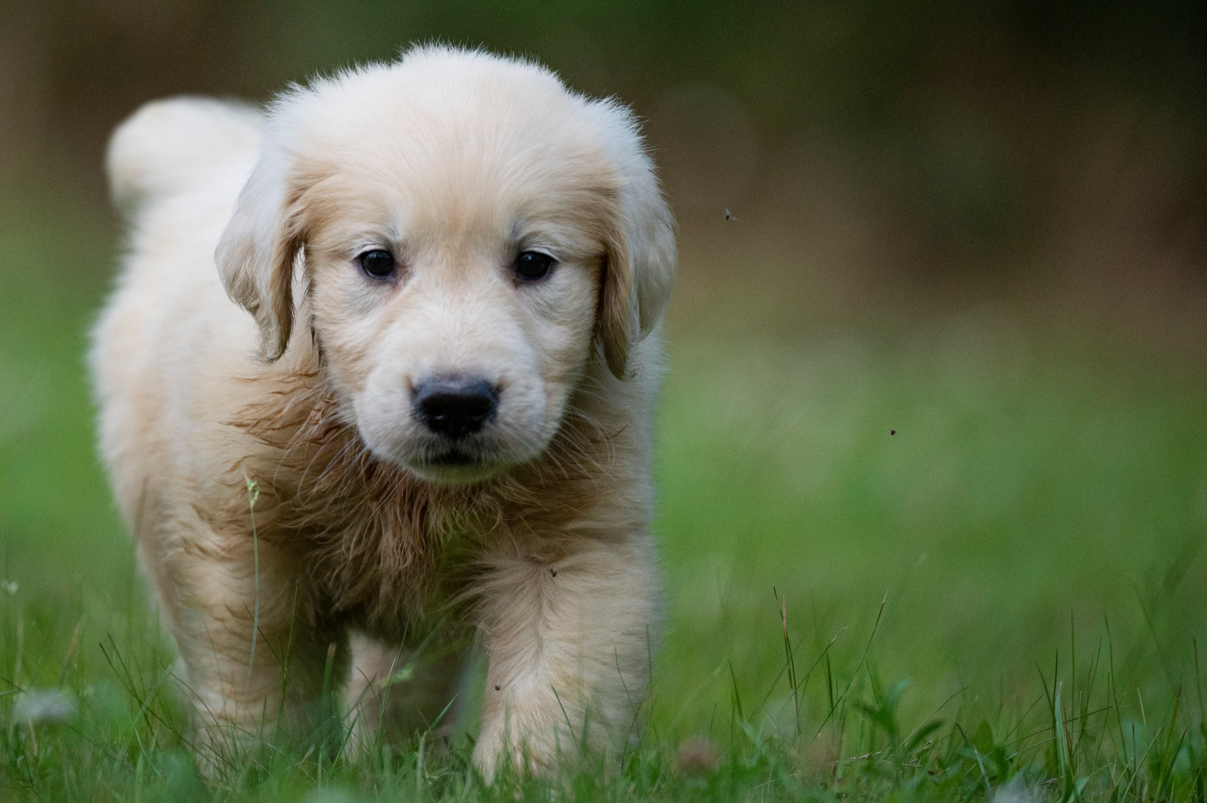 Puppies — pups084