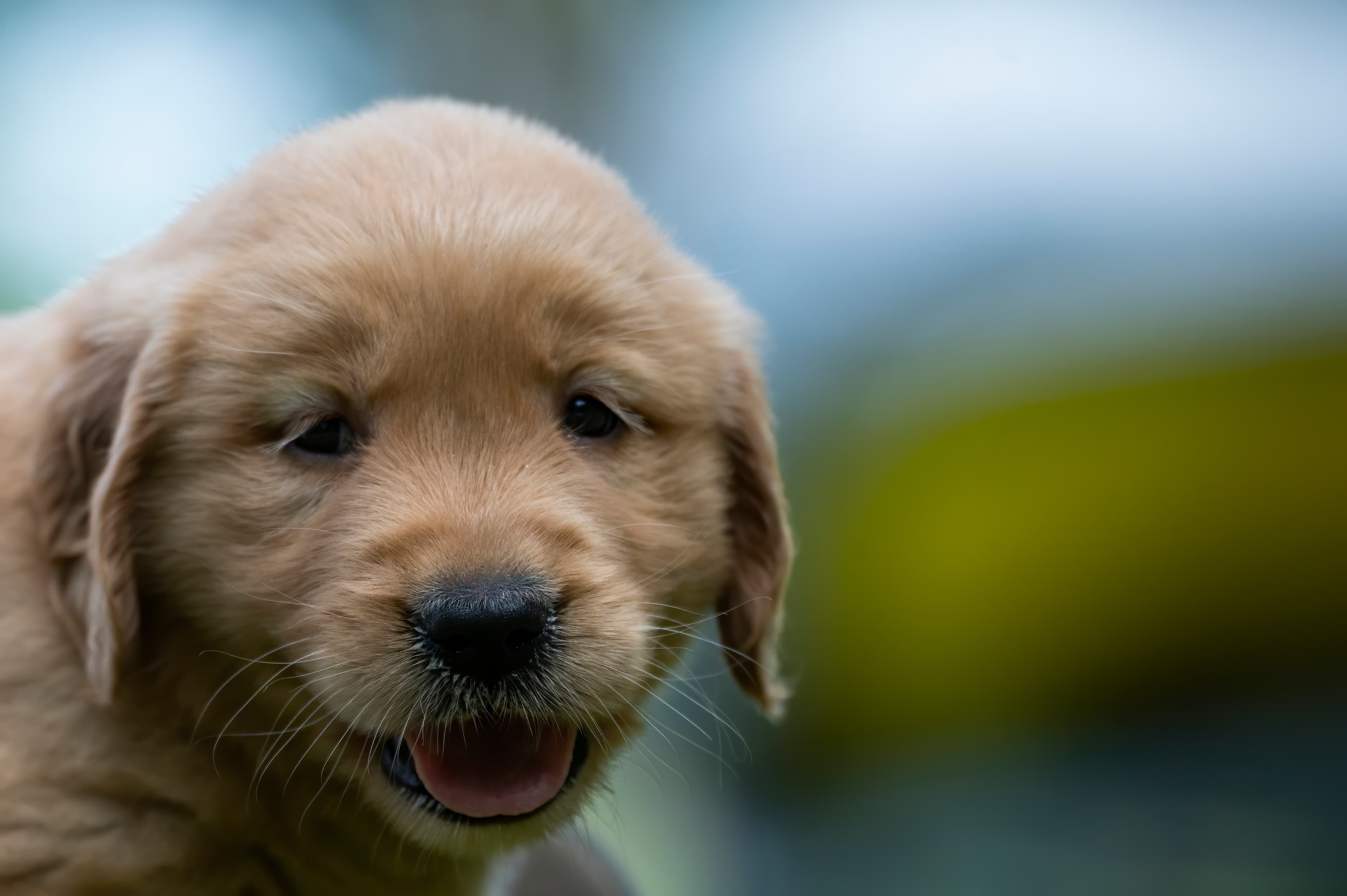 Puppies — pups085