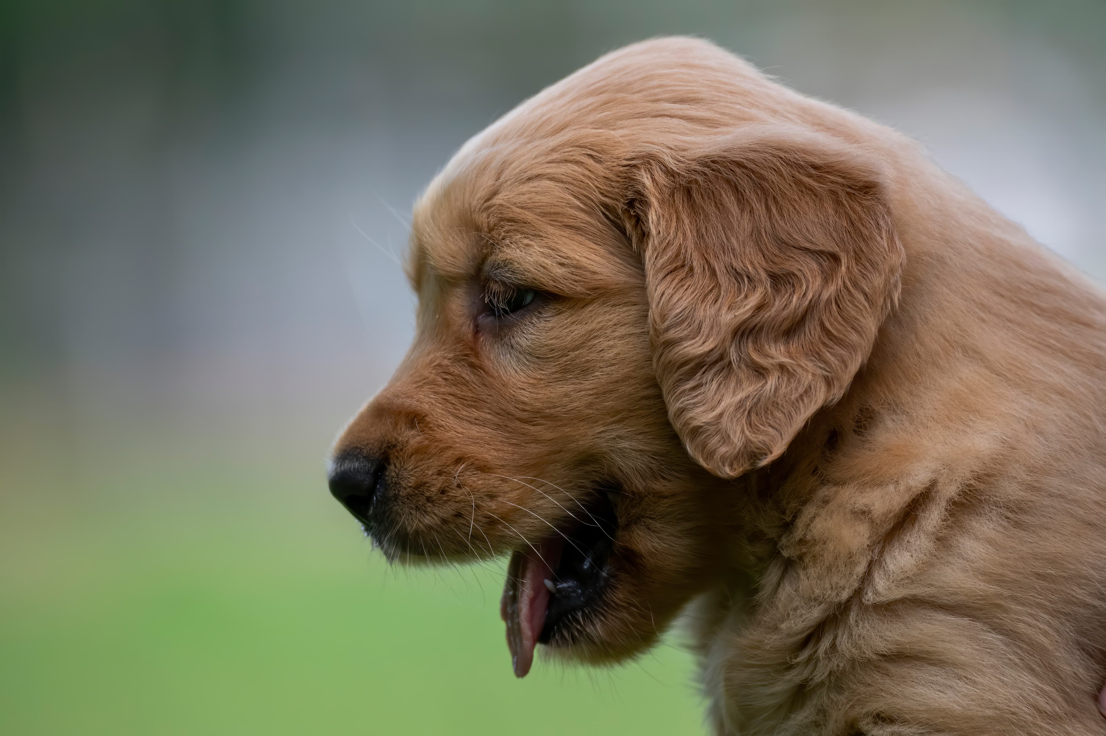 Puppies — pups086