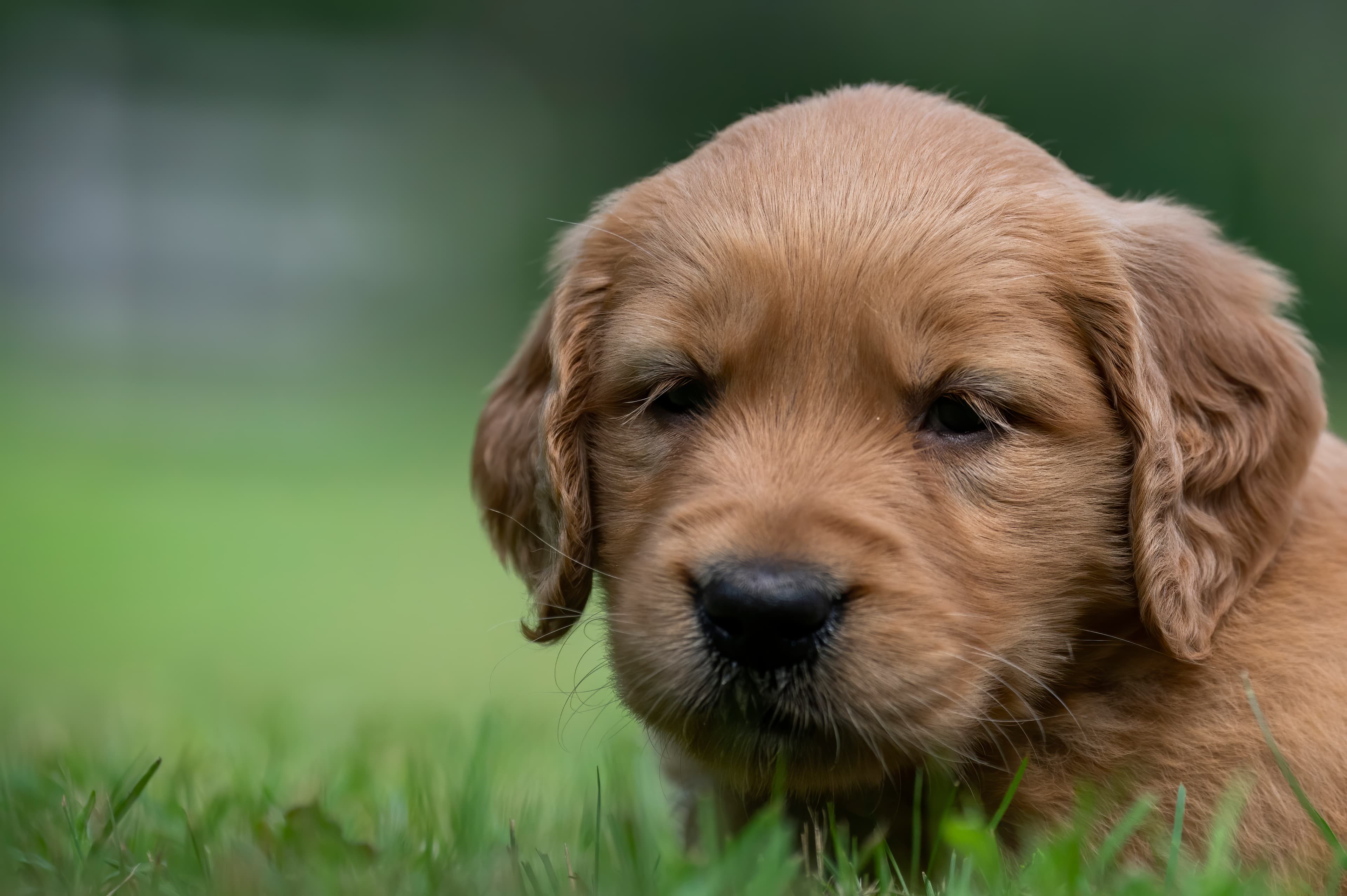 Puppies — pups087