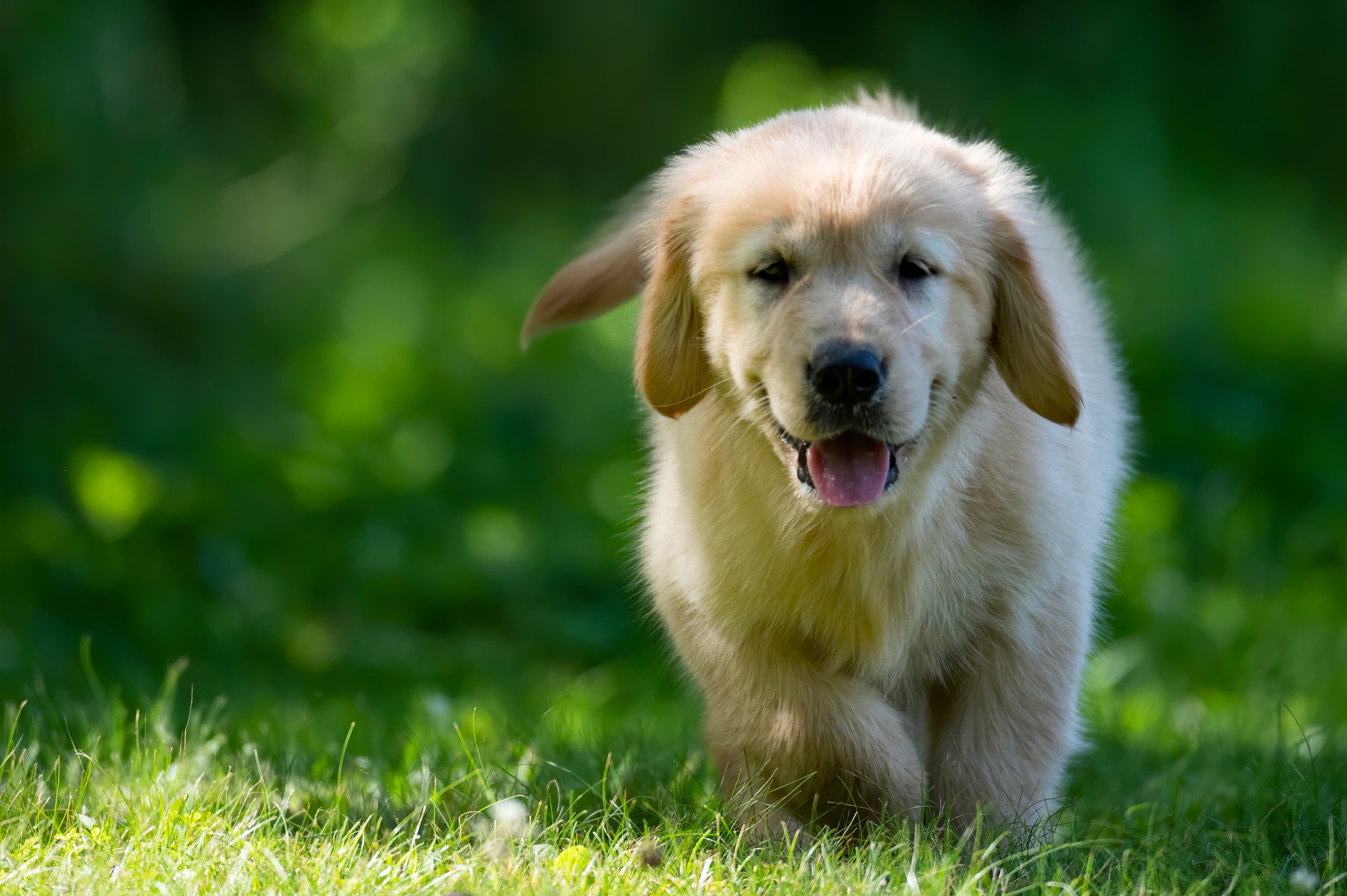 Puppies — pups088
