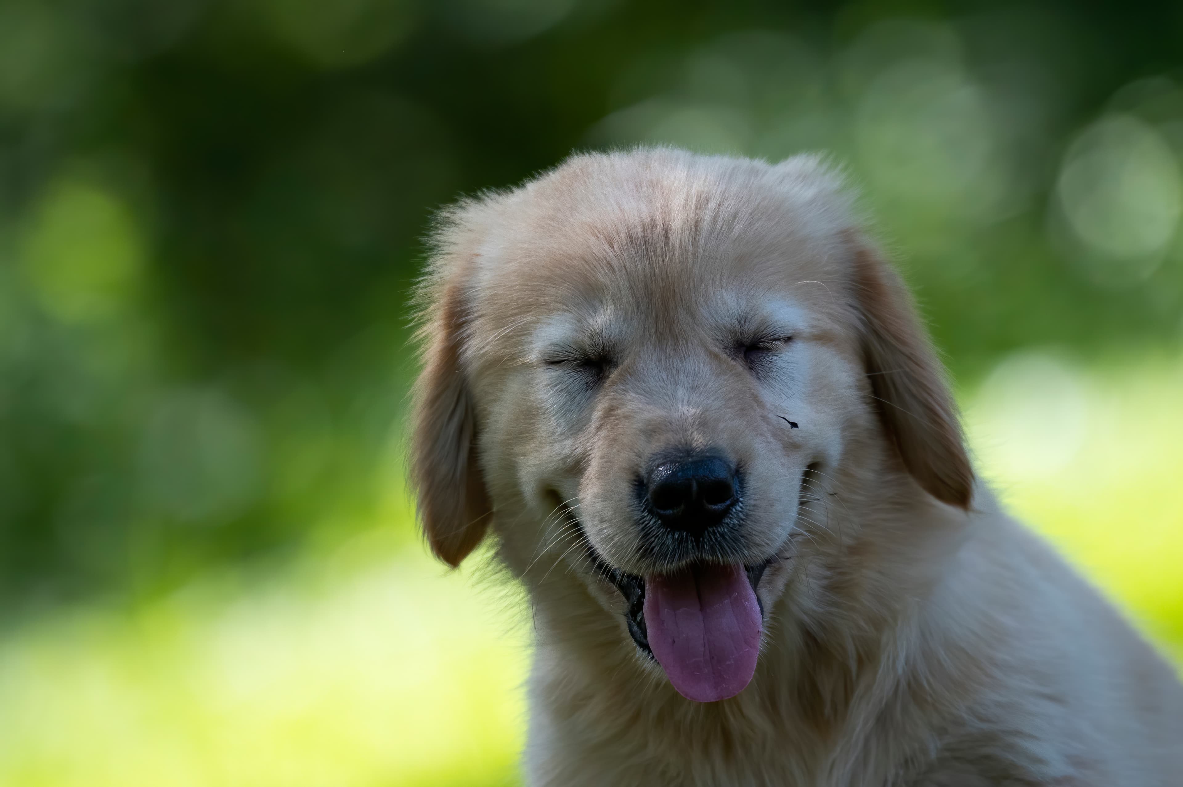 Puppies — pups089