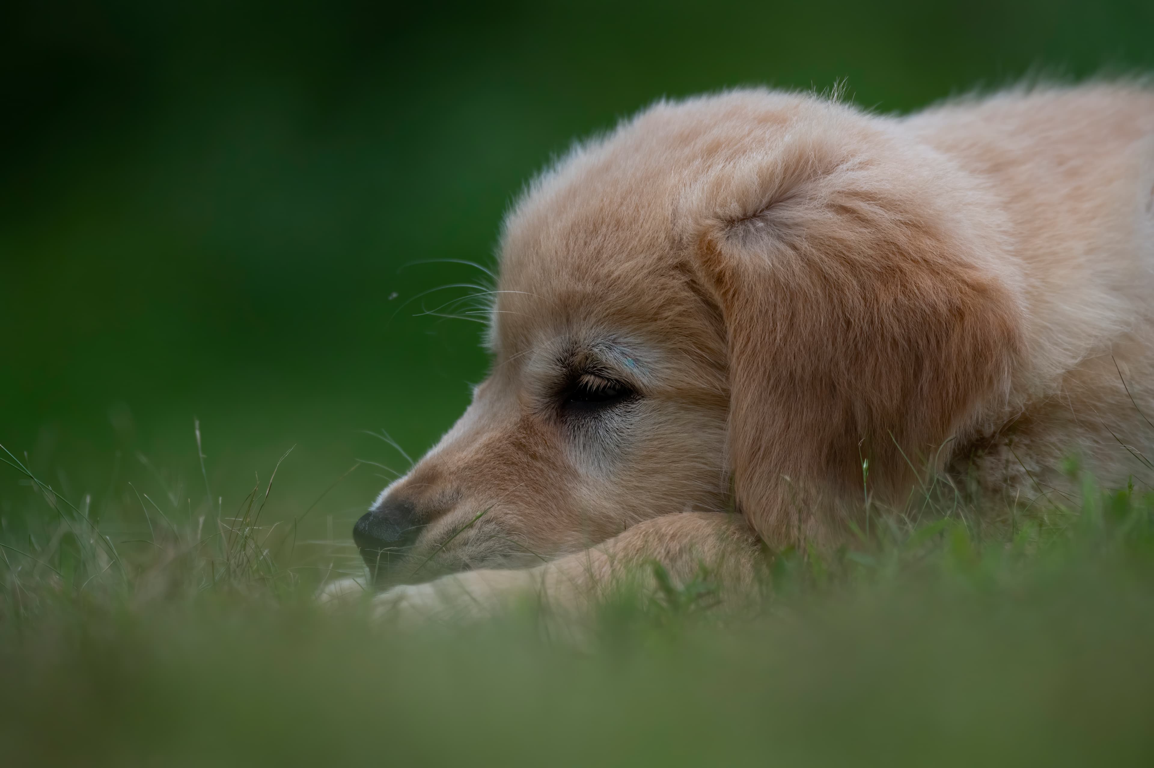 Puppies — pups090
