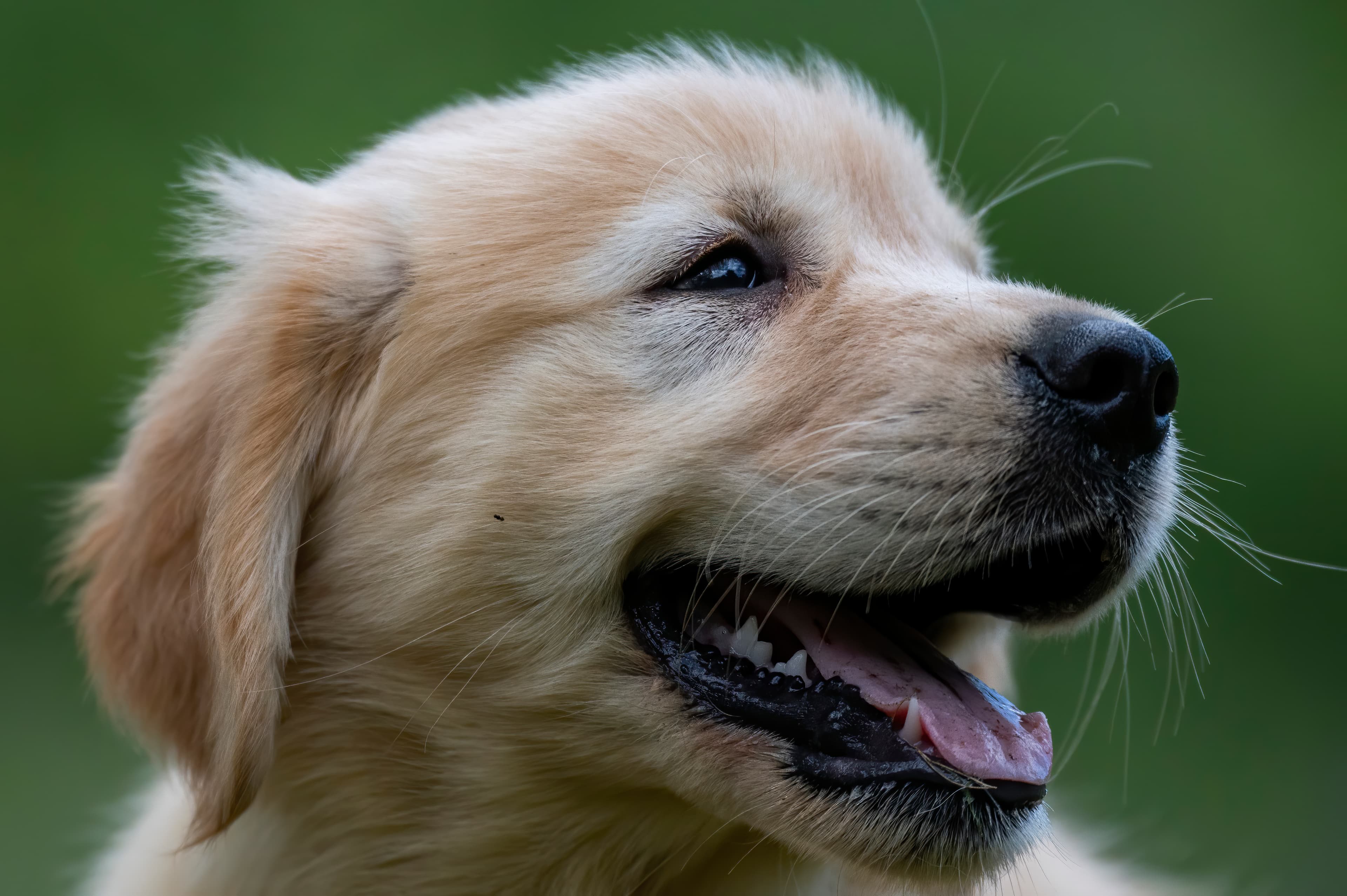 Puppies — pups091