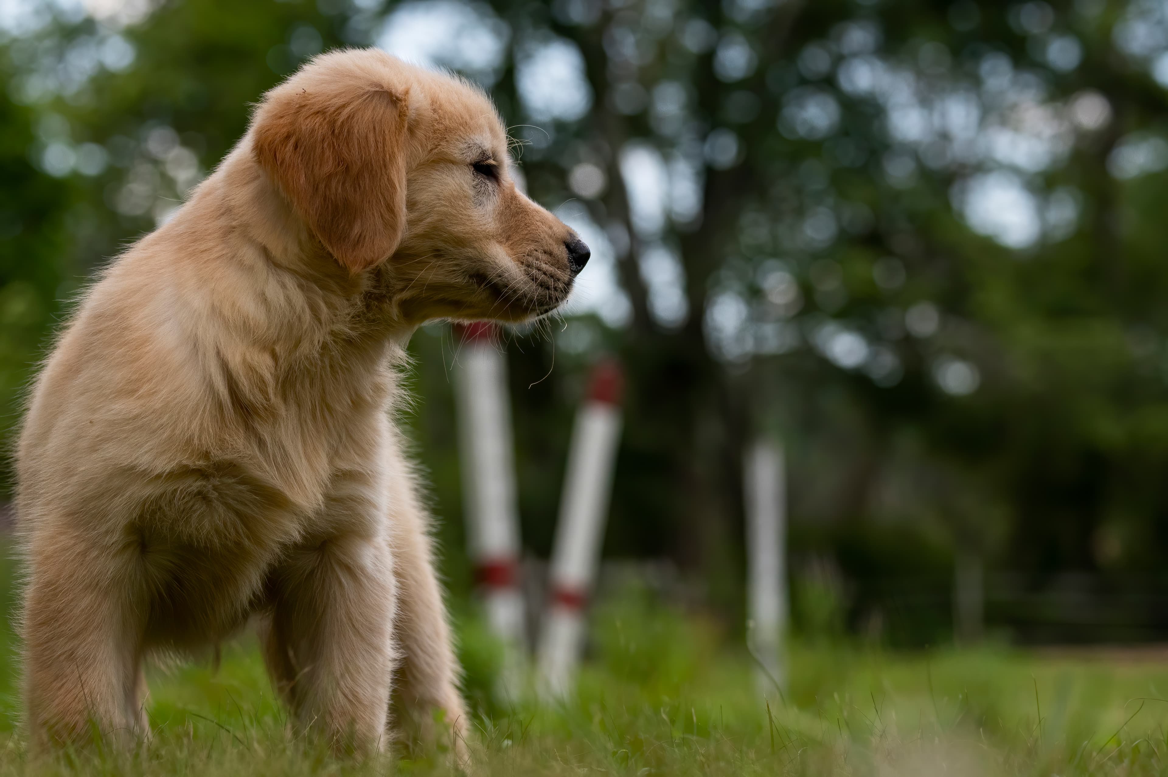 Puppies — pups092