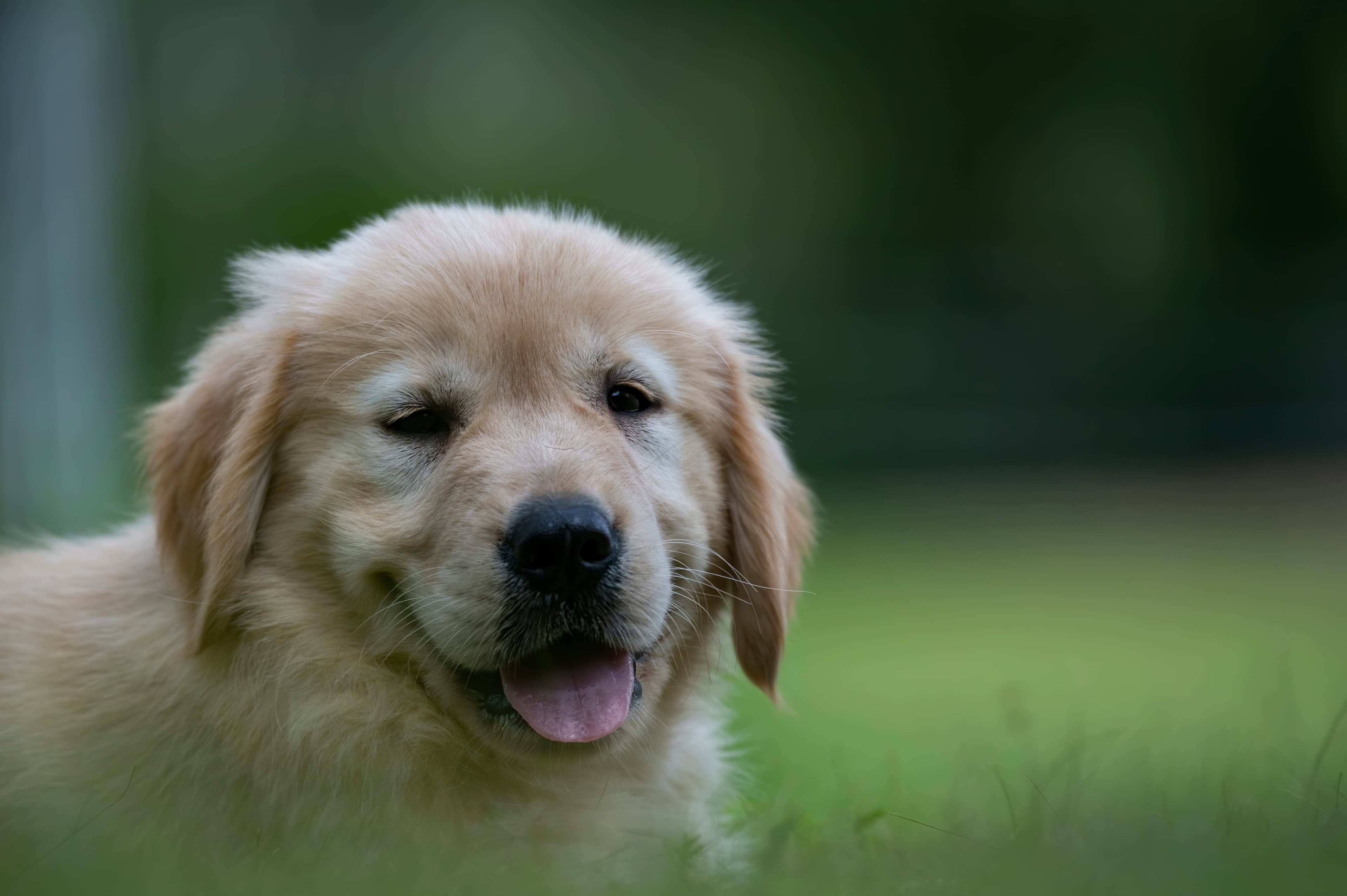 Puppies — pups093