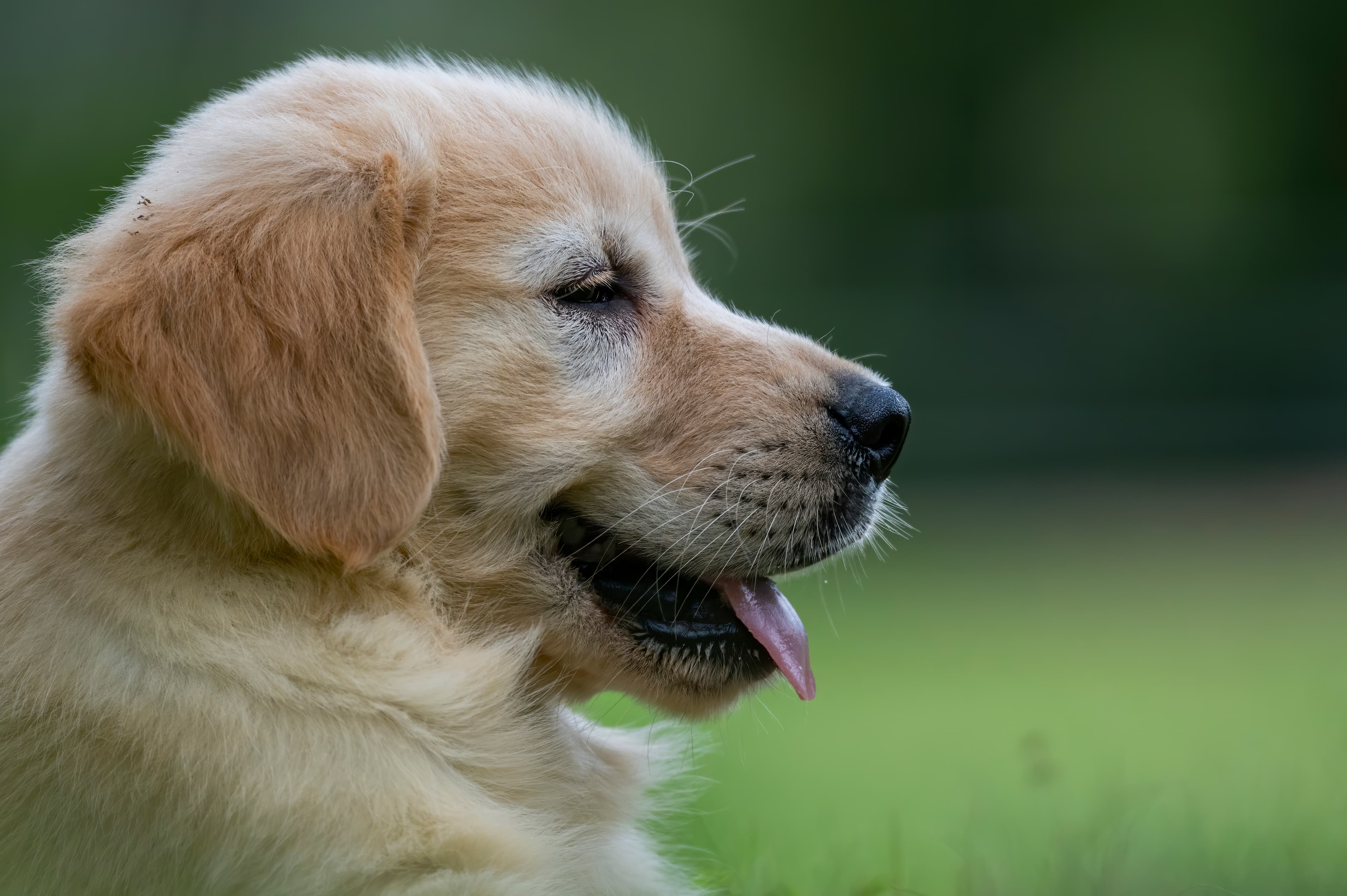 Puppies — pups094