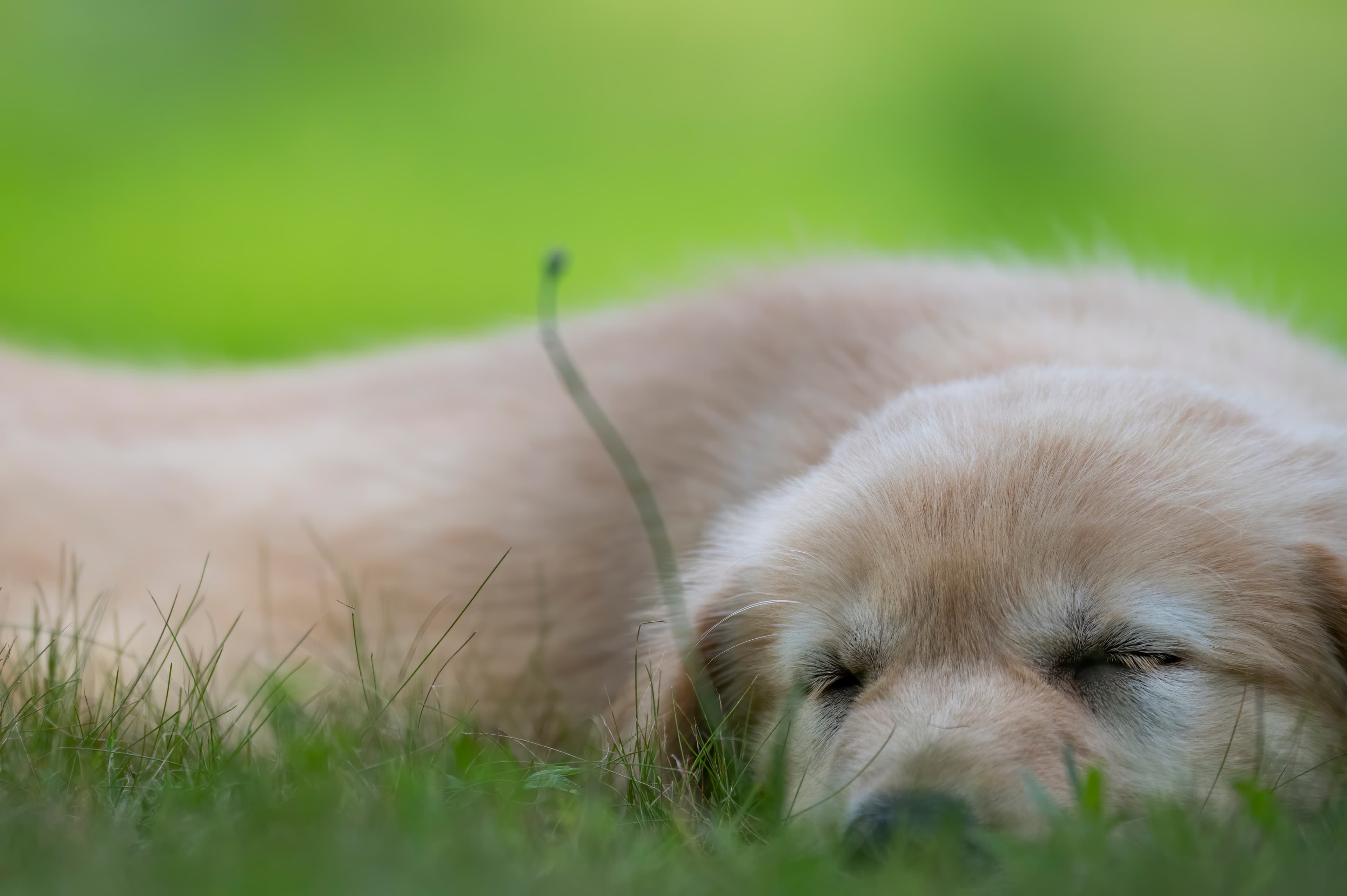 Puppies — pups095
