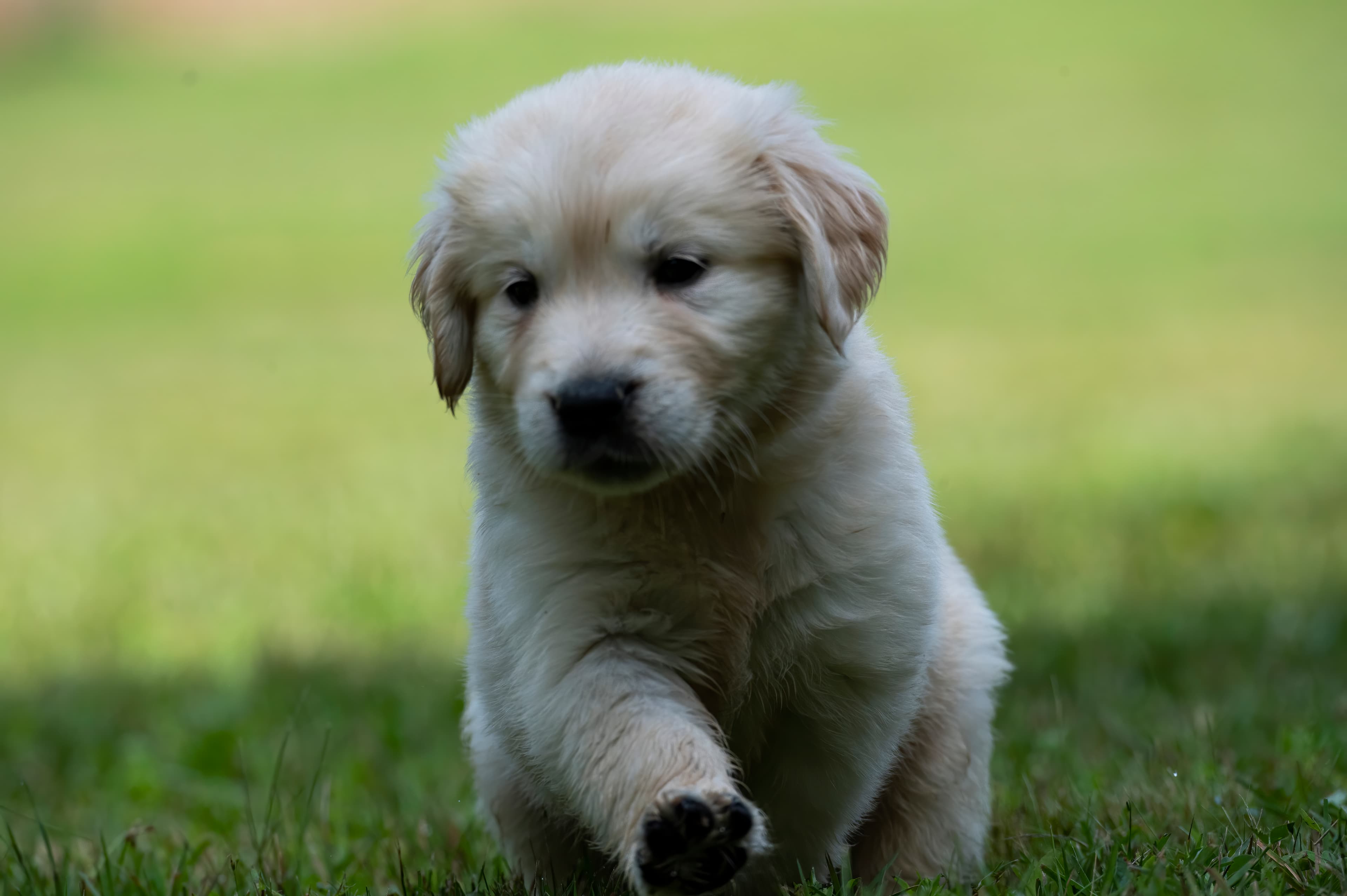 Puppies — pups096